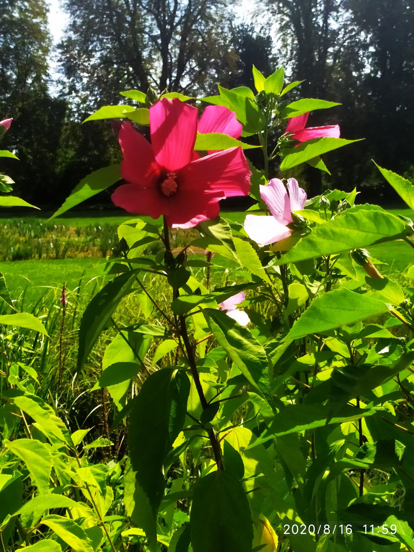 Xiaomi Redmi Note 7 sample photo. Flower, park, nature photography