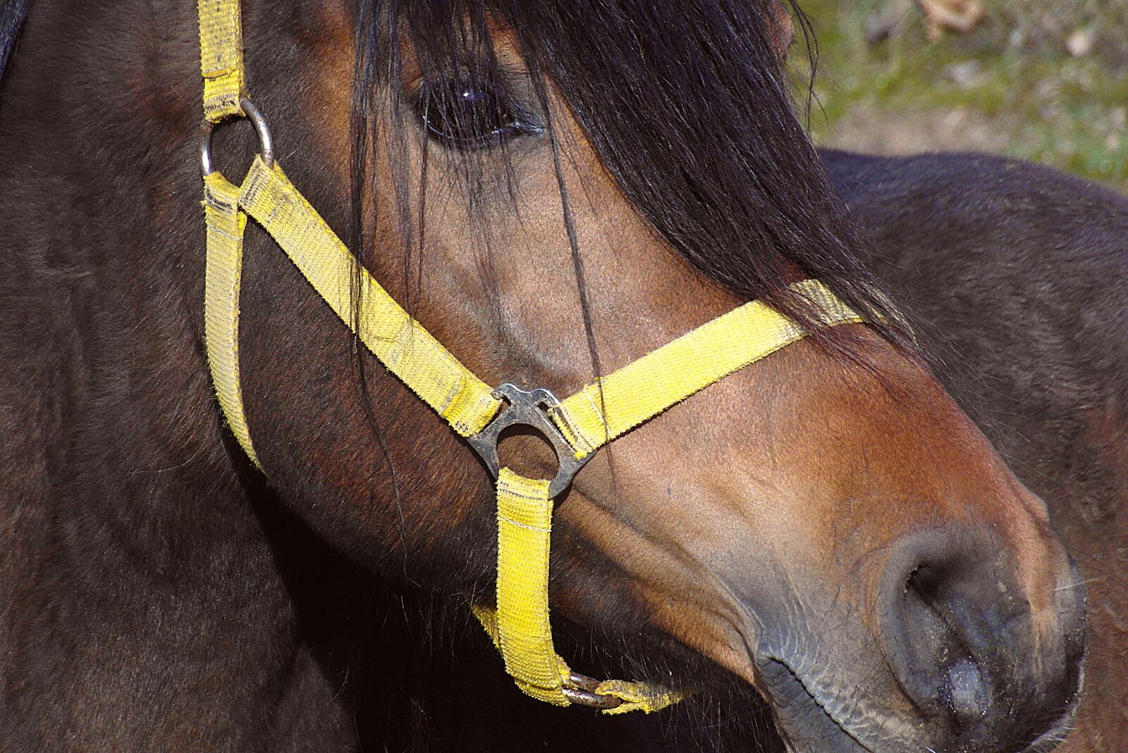 Samsung WB750 sample photo. The horse, the head photography