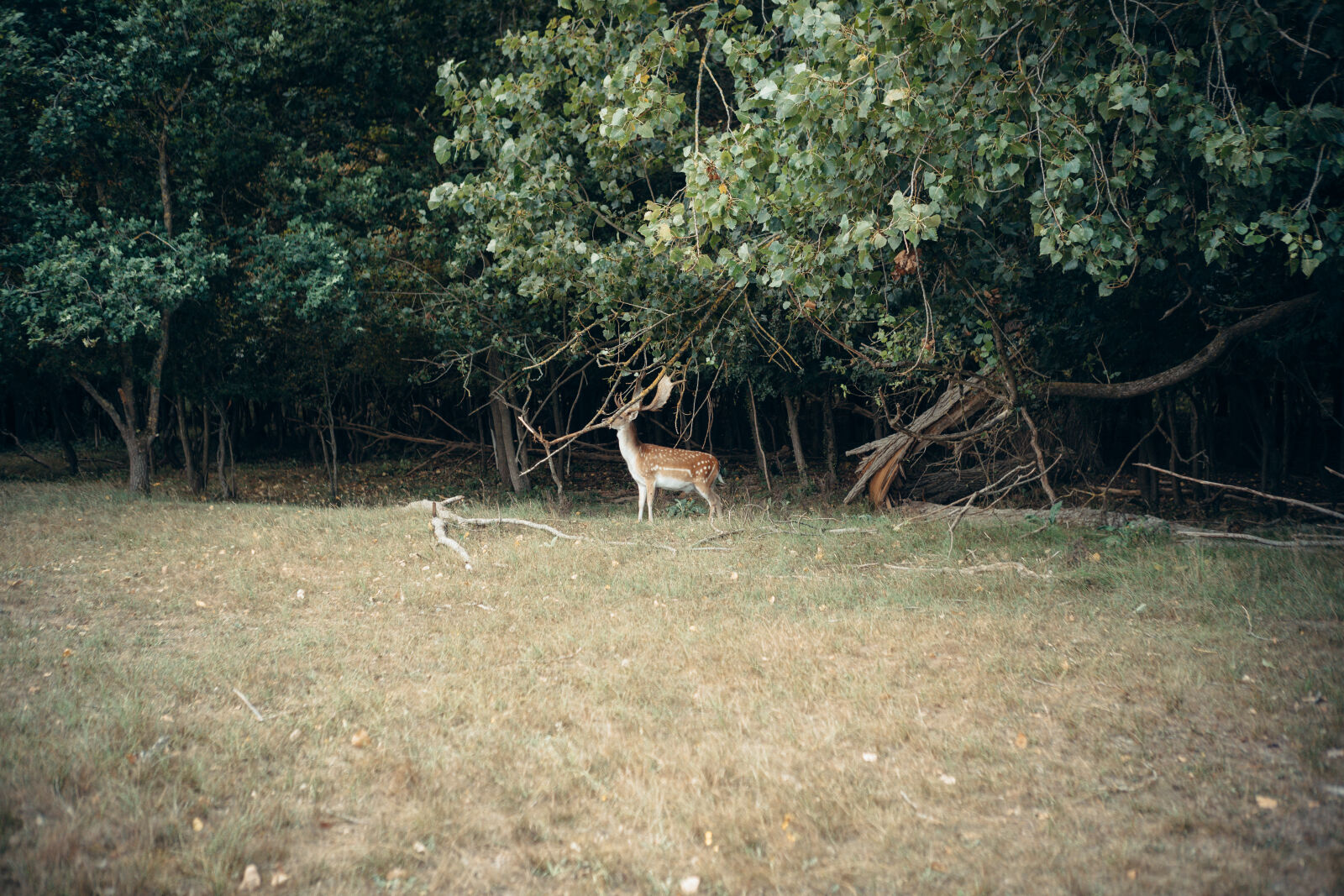 Nikon Z50_2 sample photo