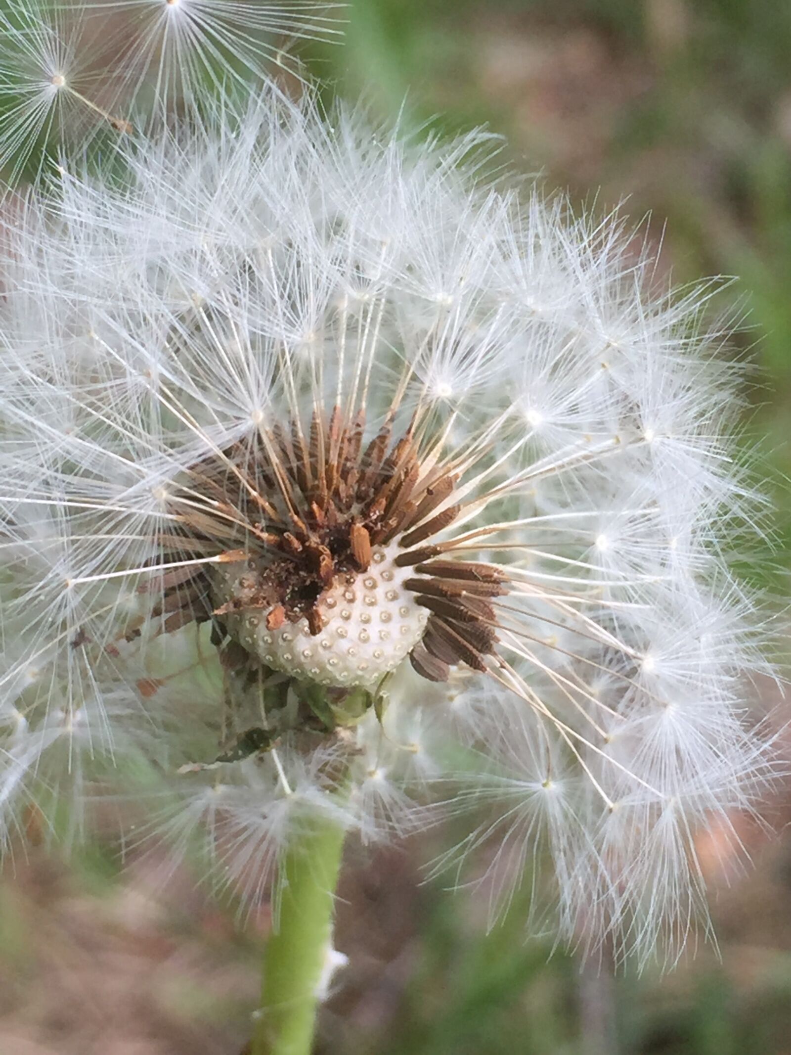 Apple iPhone 6 sample photo. Dandelion, seeds, pointed flower photography