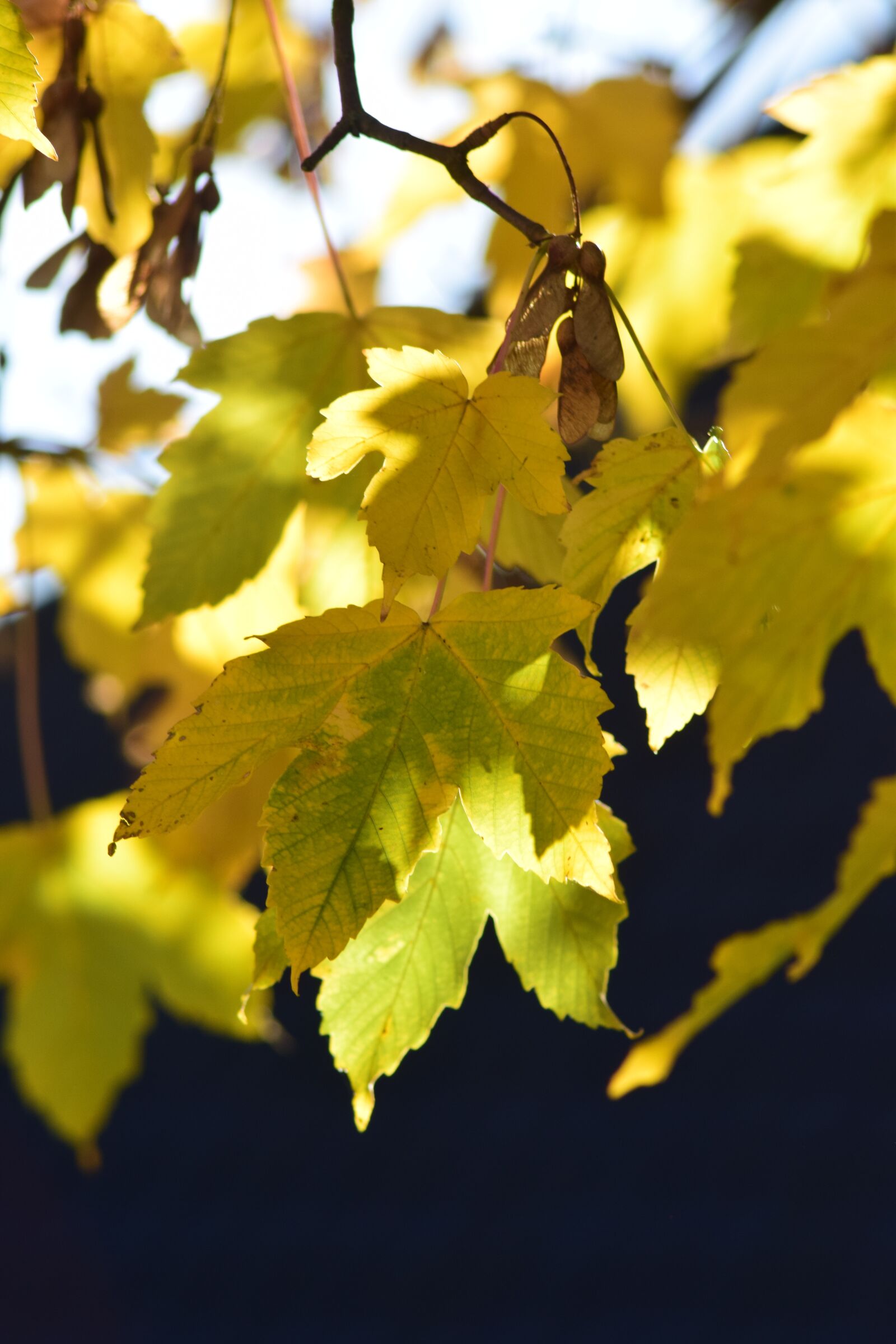Nikon D3300 sample photo. Autumn, leaves, yellow photography