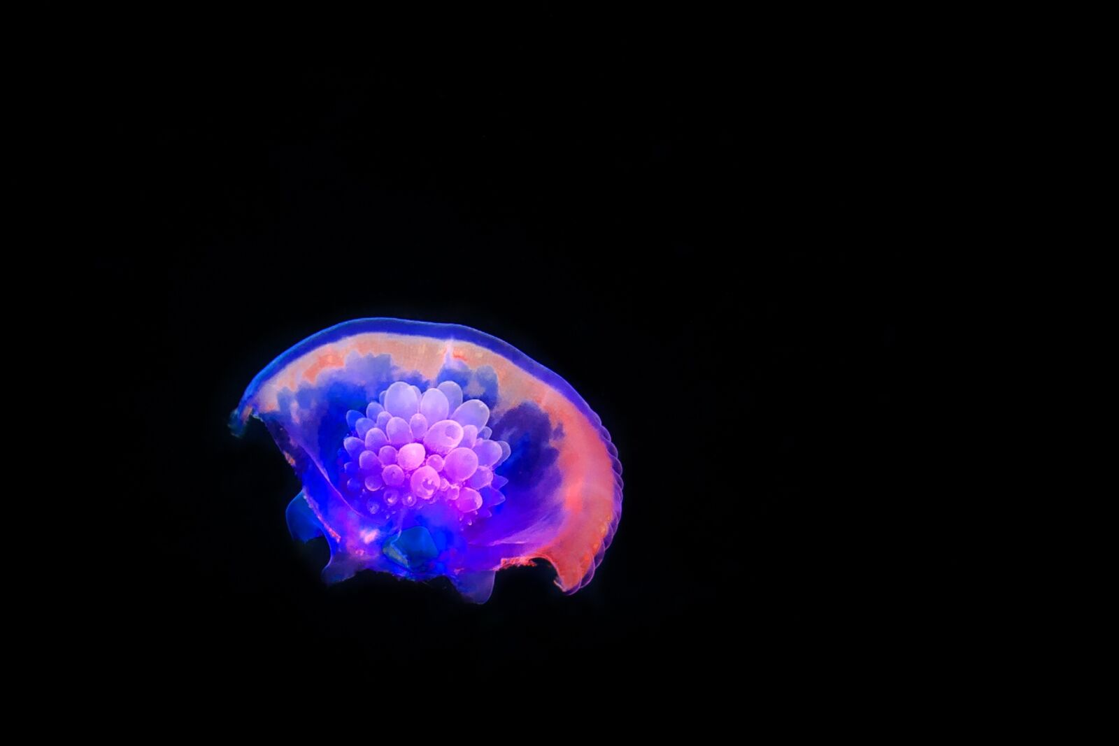 Canon EF 16-35mm F4L IS USM sample photo. Jellyfish, diving, salt water photography