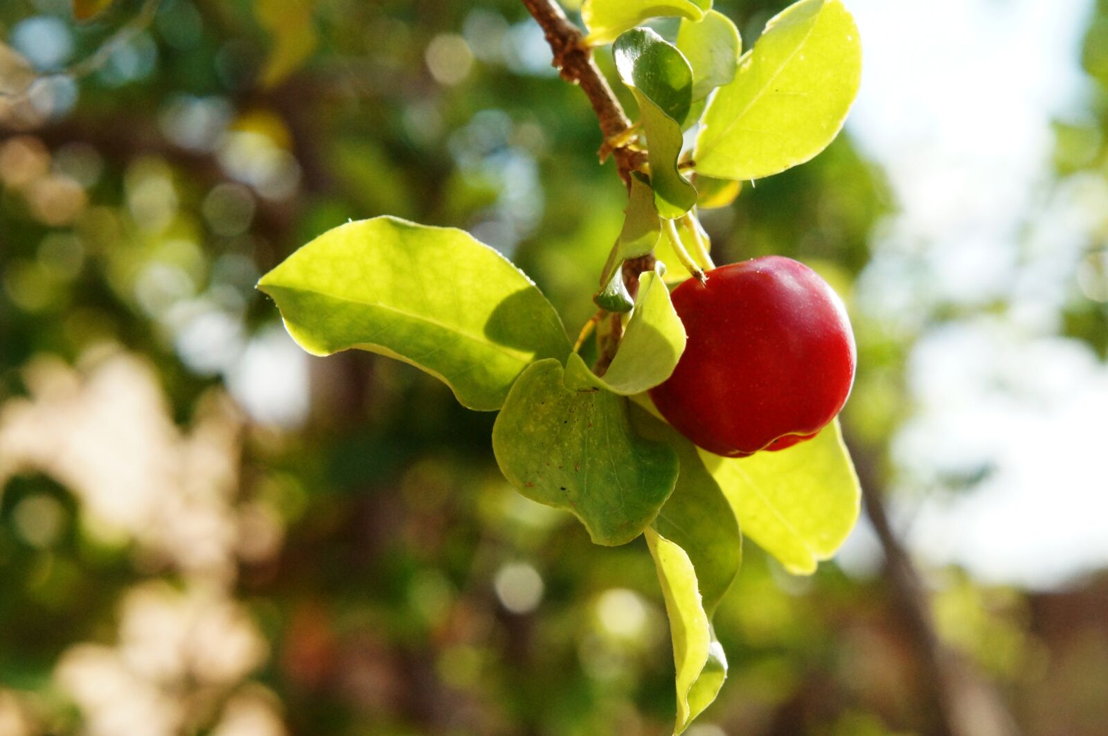 Sony Alpha NEX-F3 + Sony E 18-55mm F3.5-5.6 OSS sample photo. Acerola, fruit, vitamin photography