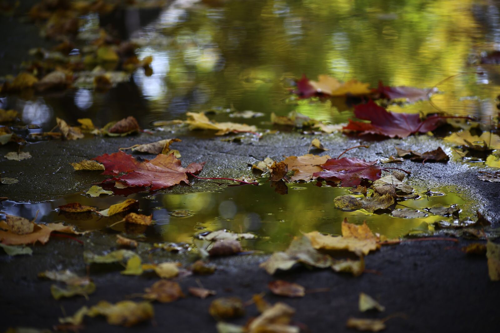 Canon EOS 6D sample photo. Autumn, water, pond photography