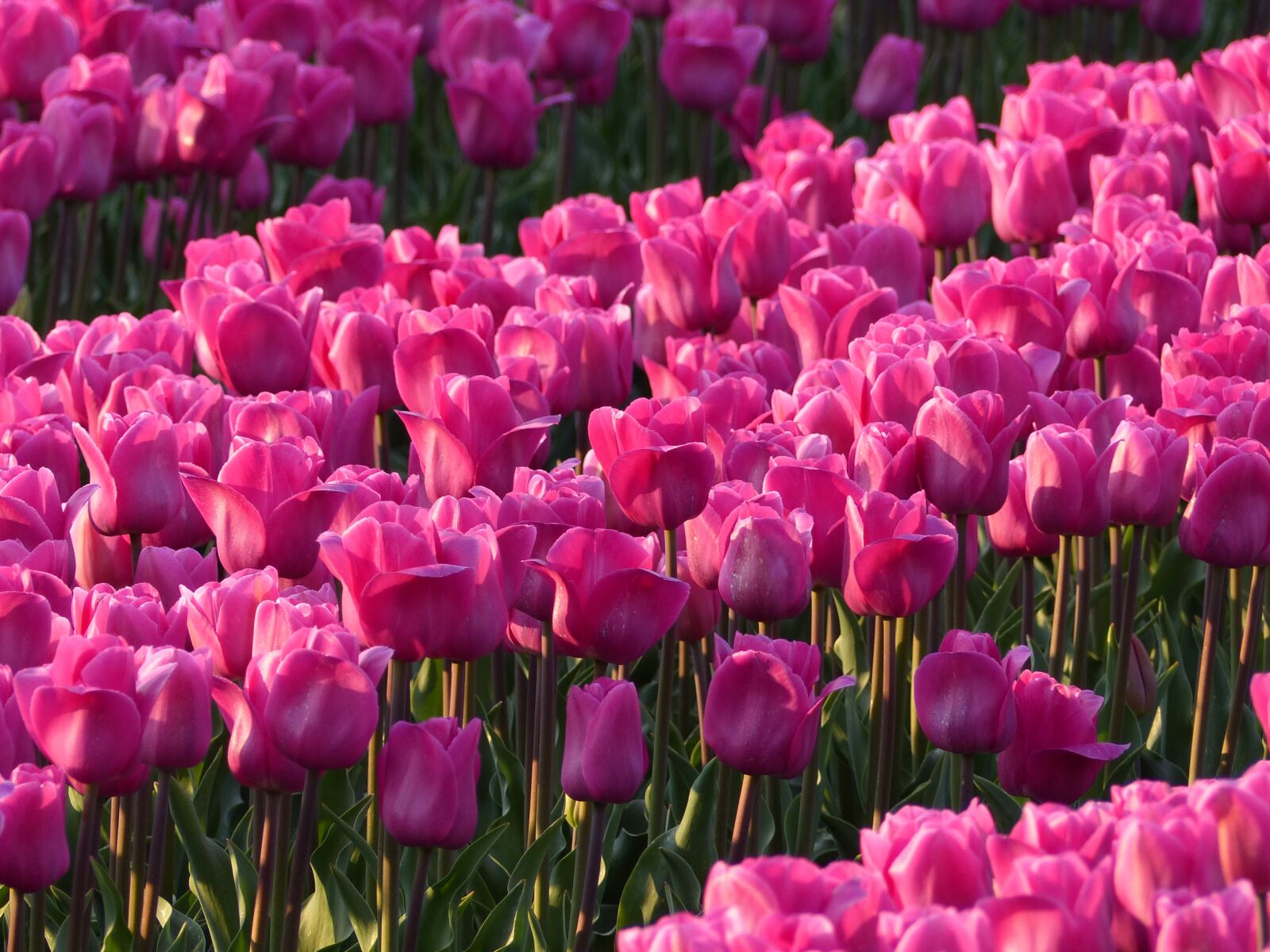 Panasonic Lumix DMC-FZ200 sample photo. Tulips, bulbs, bulb photography