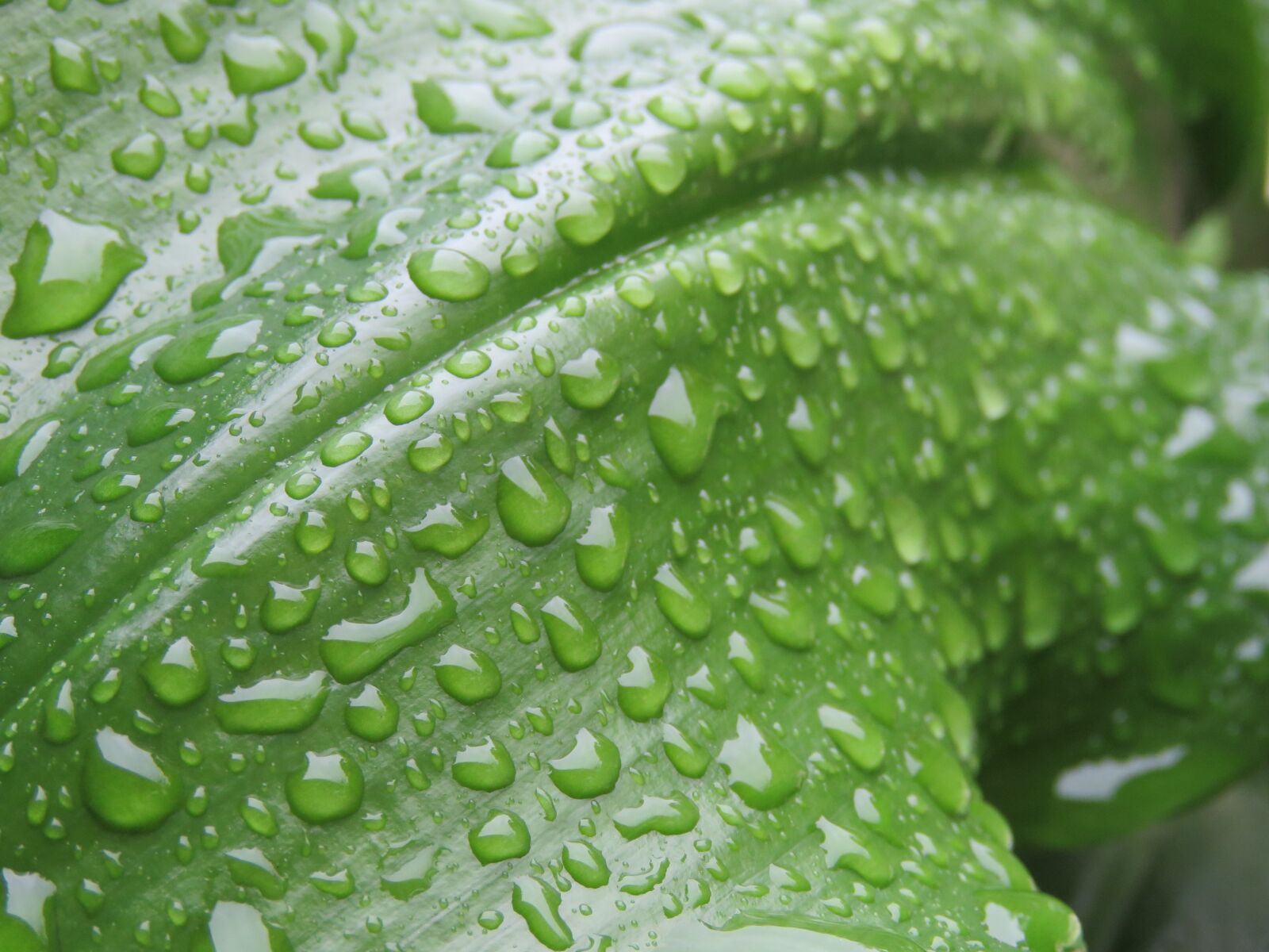 Canon PowerShot SX60 HS sample photo. Raindrops, droplets, water photography