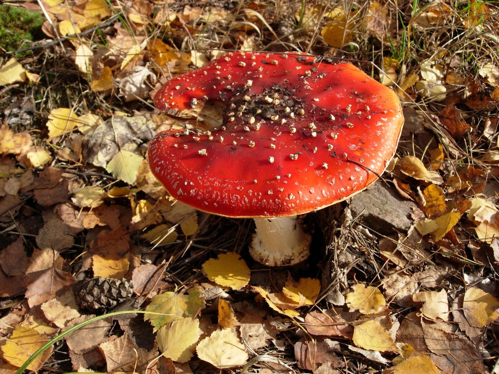Nikon E4200 sample photo. Amanita, mushroom, poisonous mushrooms photography