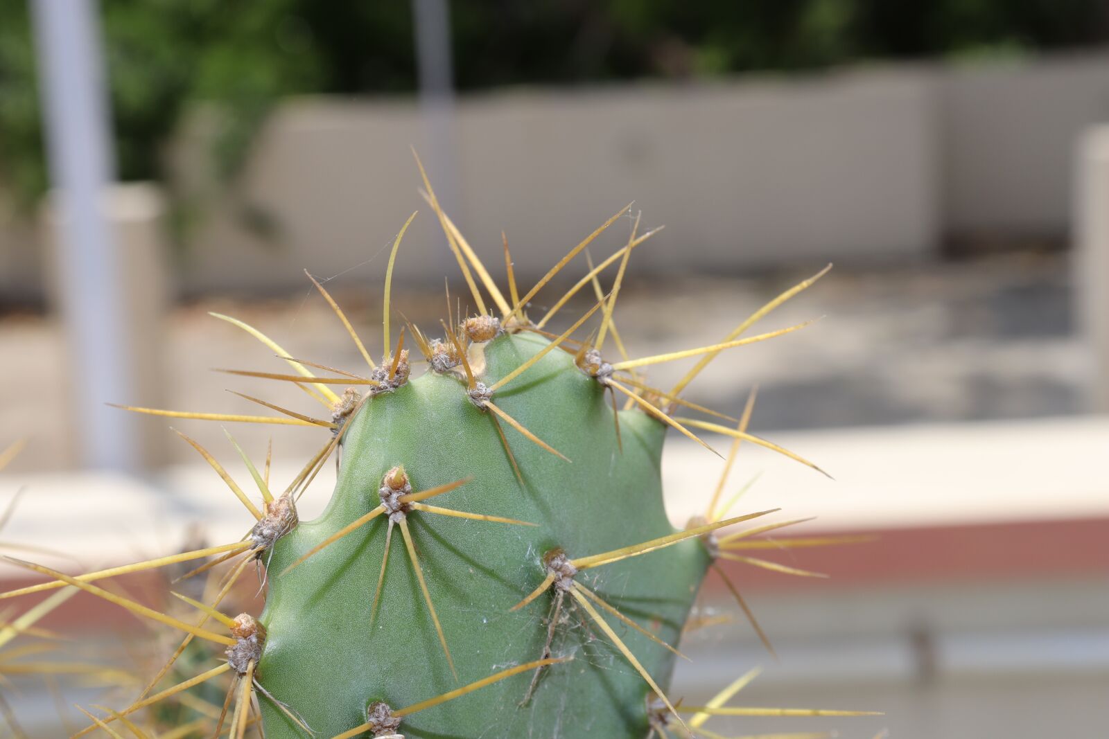 Canon EOS 200D (EOS Rebel SL2 / EOS Kiss X9) sample photo. Nature, garden, cactus photography