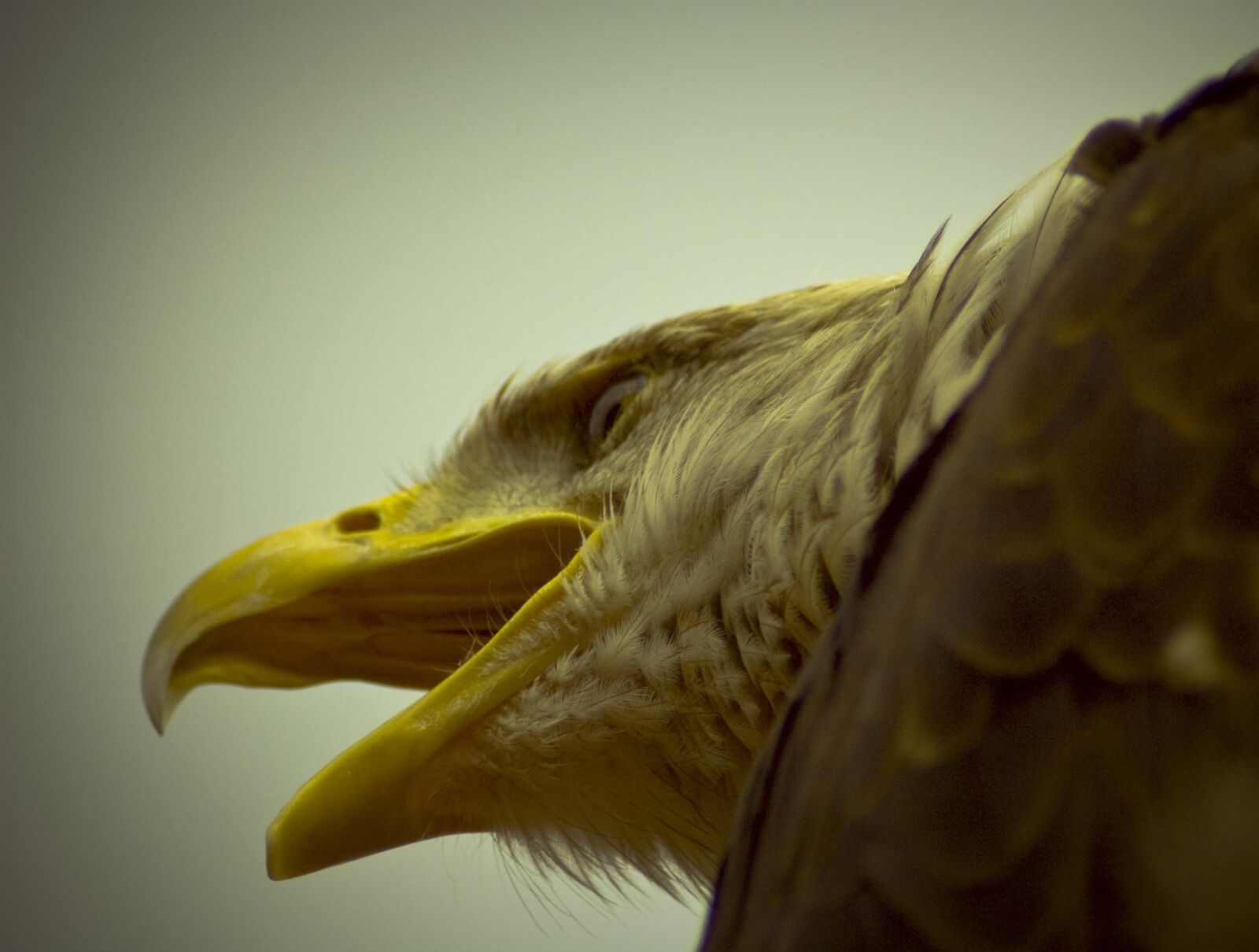 Nikon D70s sample photo. Adler, bird of prey photography