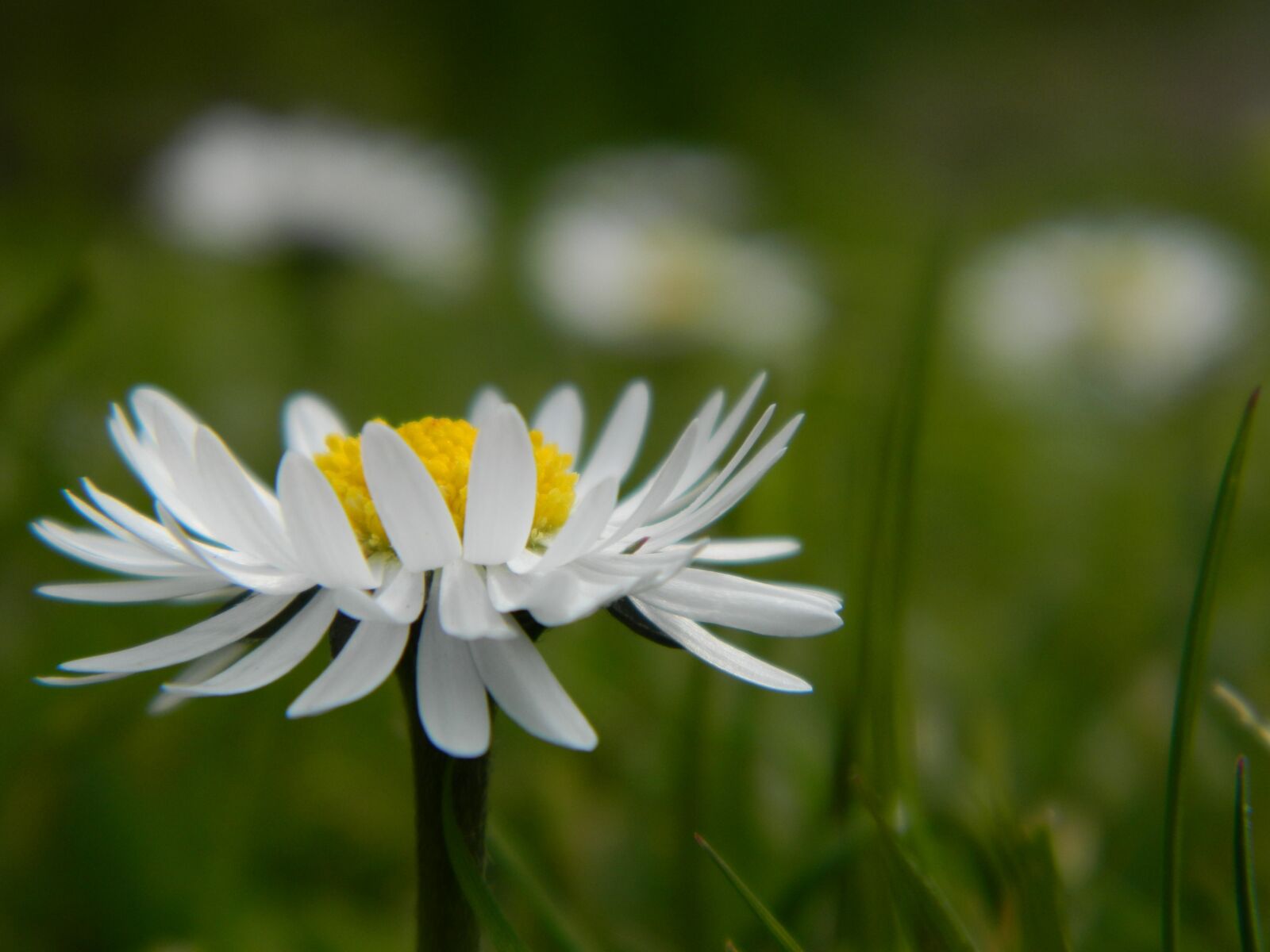 Nikon COOLPIX L310 sample photo. Daisy, flower, nature photography