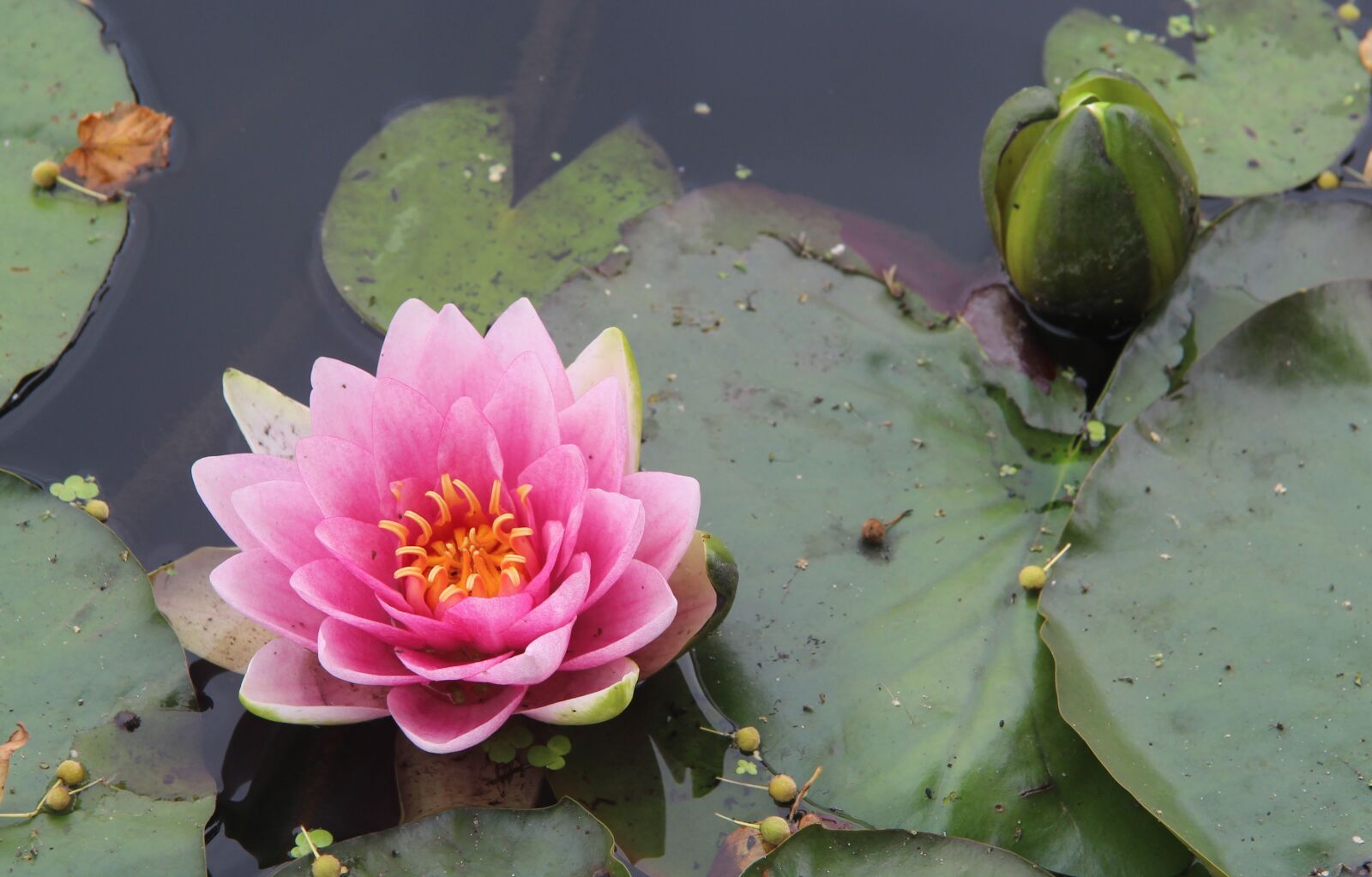 Canon EF-S 17-85mm F4-5.6 IS USM sample photo. Lily, lotus, pink photography