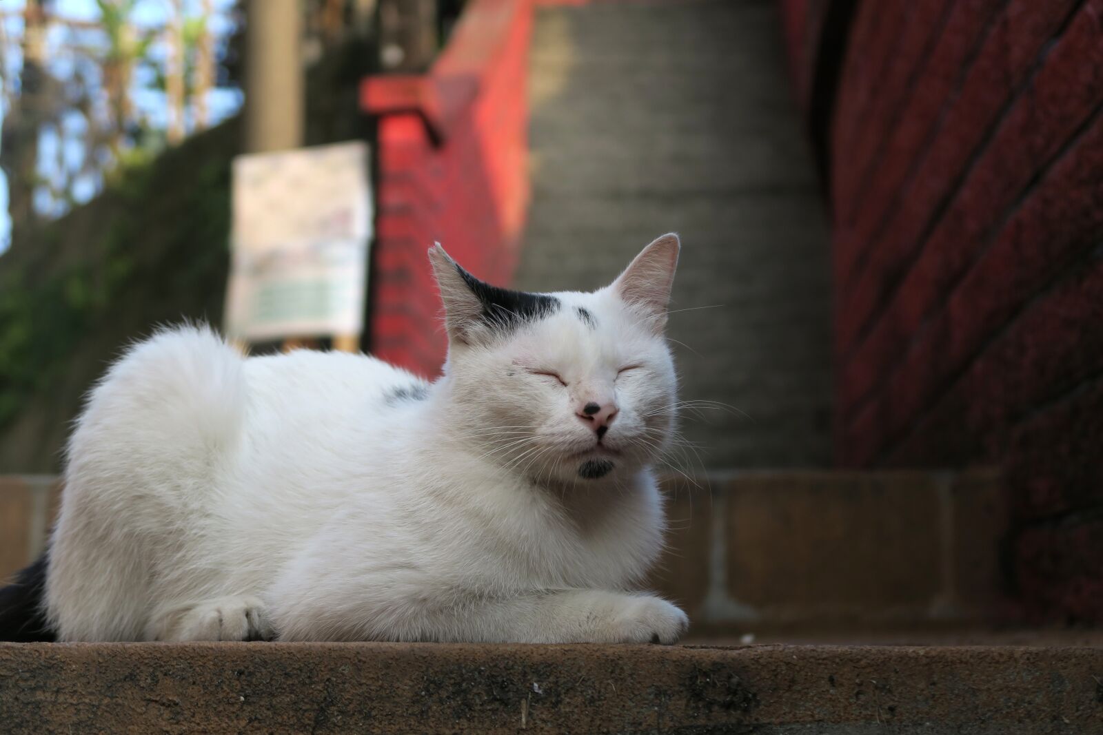 Canon PowerShot G7 X sample photo. Cat, nap, animal photography