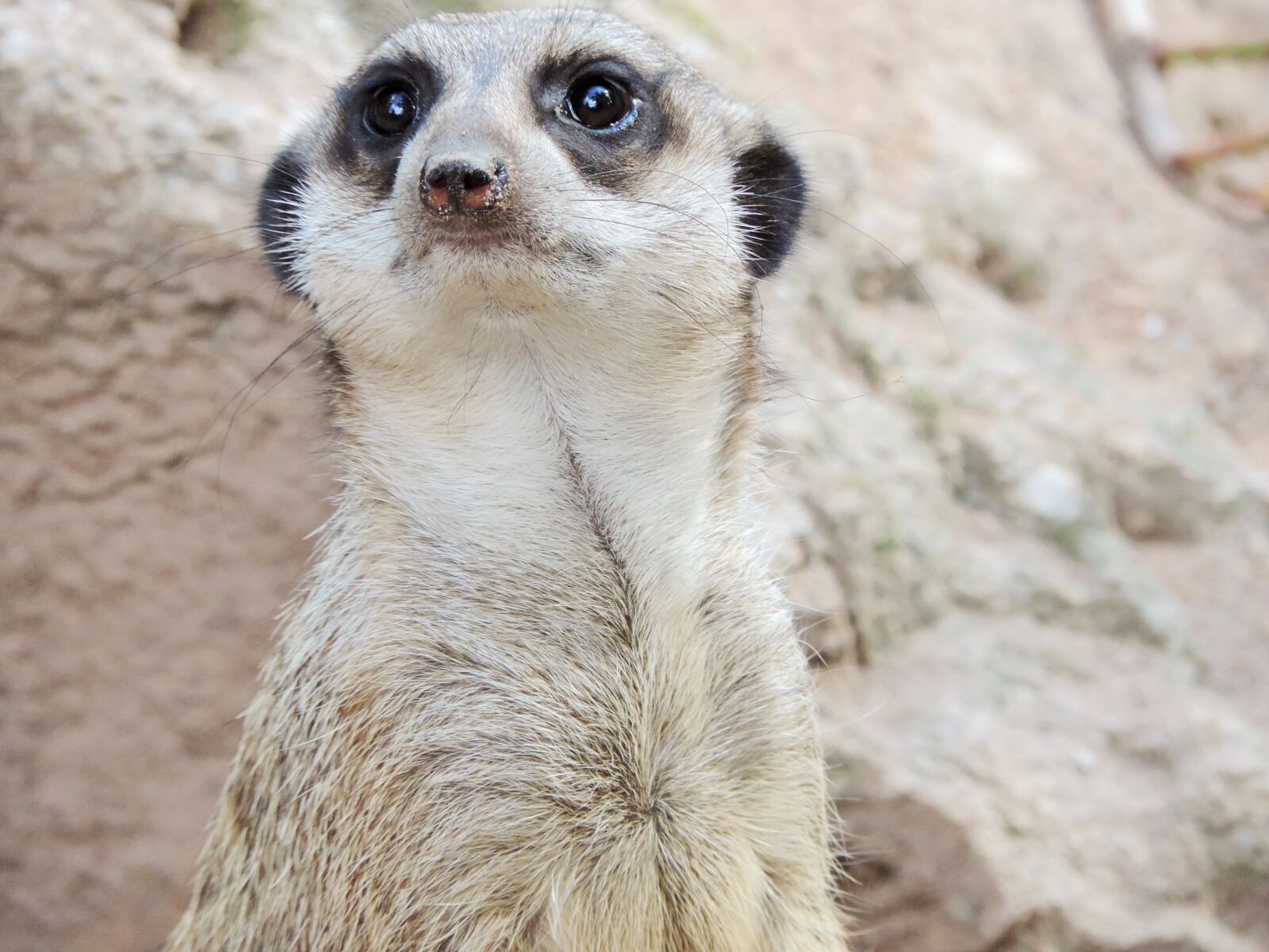 Nikon Coolpix P520 sample photo. Meerkat, zoo, tiergarten photography
