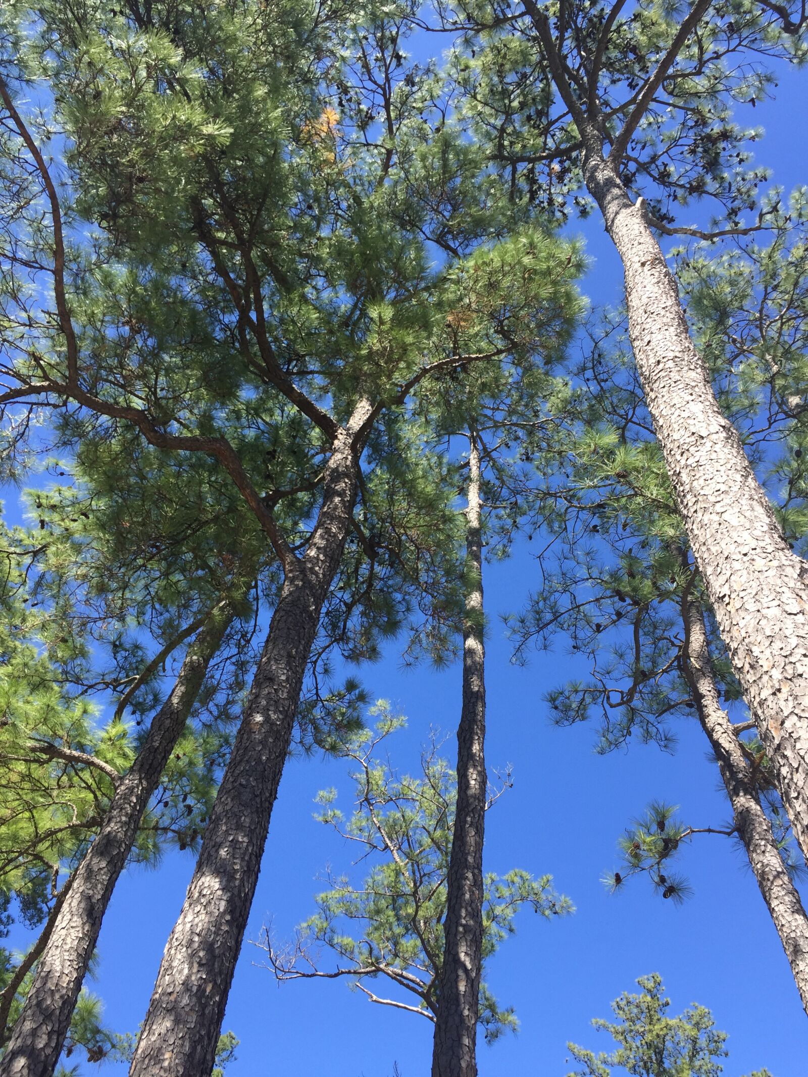 iPhone 6 back camera 4.15mm f/2.2 sample photo. Texas, usa, trees photography
