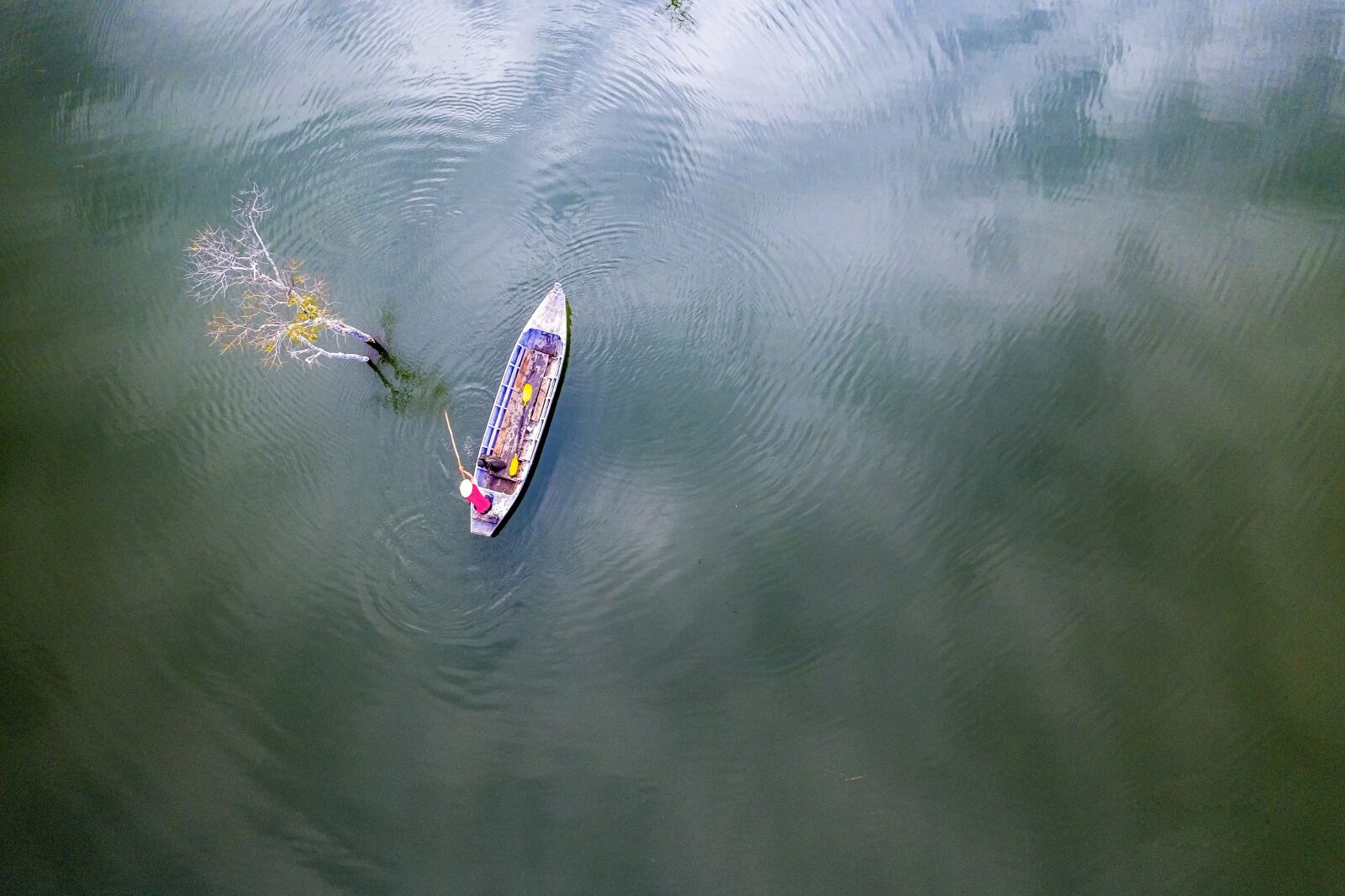 Hasselblad L1D-20c sample photo. Tree, fisherman, fishing photography