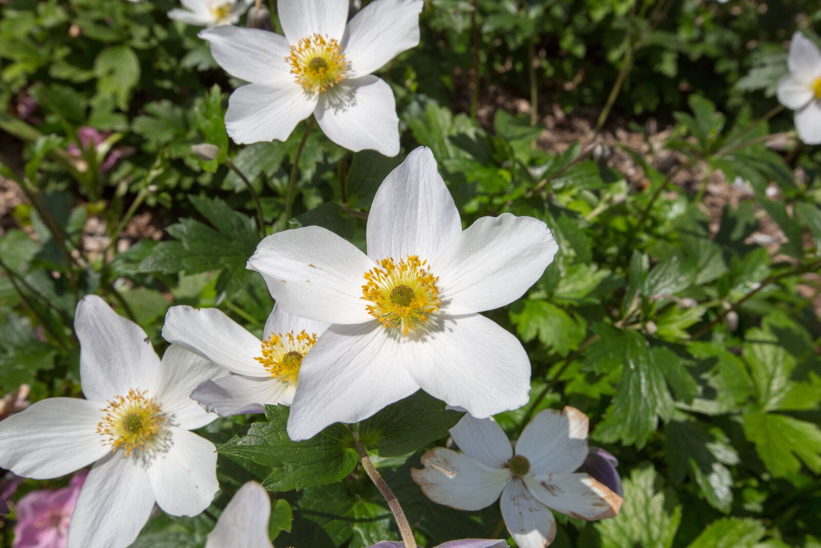 Canon EF 16-35mm F2.8L II USM sample photo. Plants, borders, wisley photography