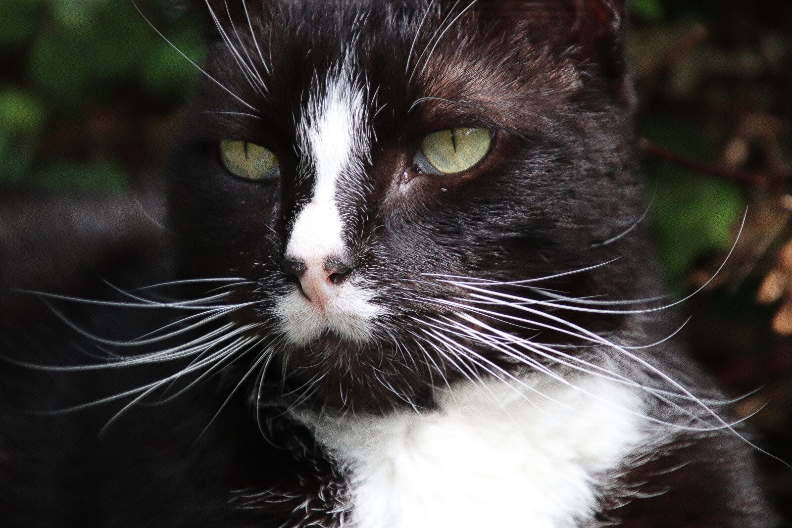 Canon EOS 800D (EOS Rebel T7i / EOS Kiss X9i) sample photo. Cat, felines, animals photography