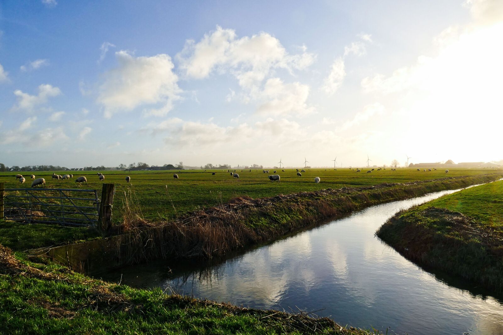 Panasonic Lumix DMC-FZ1000 sample photo. Countryside, reed, speed photography