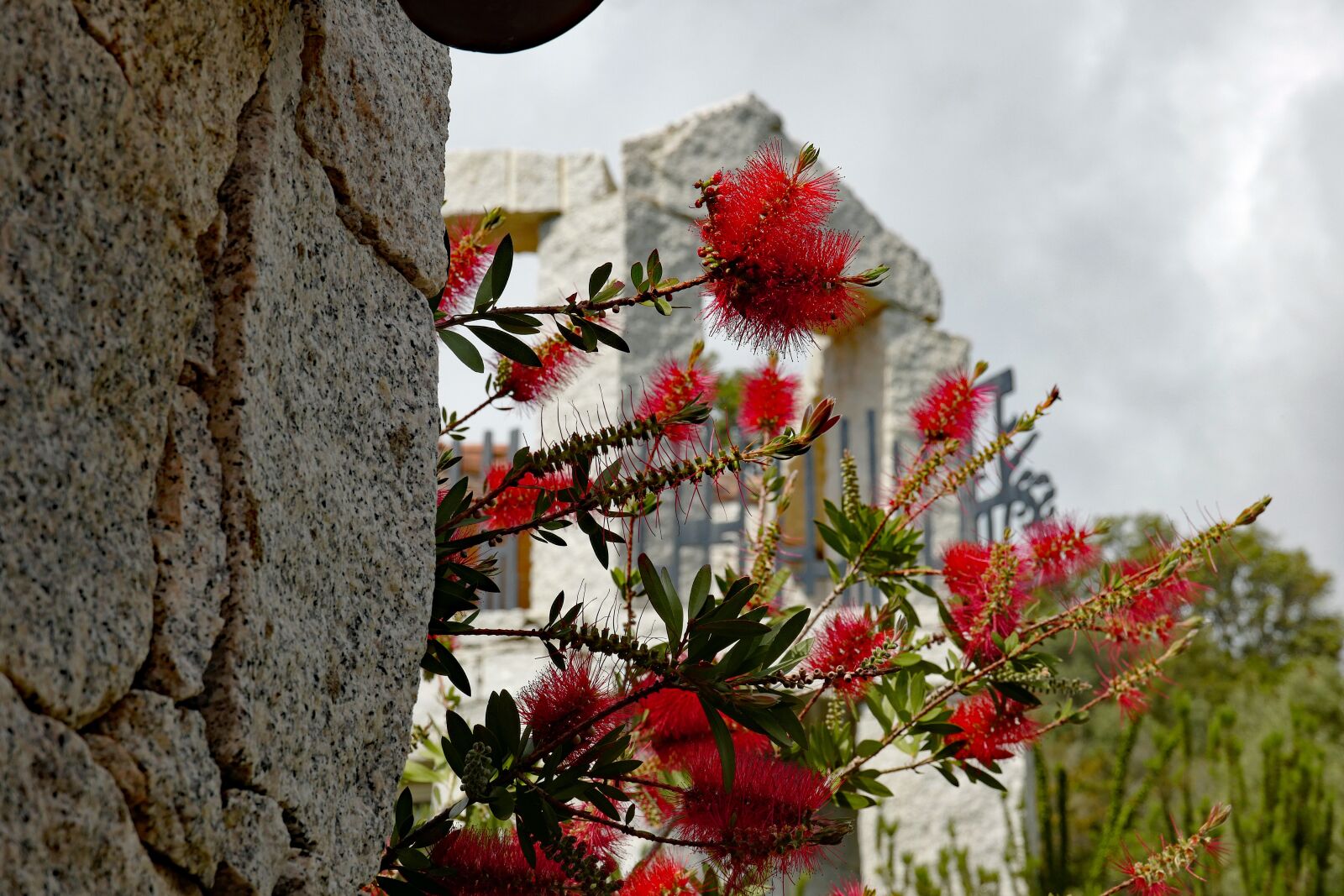 Vario-Elmar TL 1:3.5-5.6 / 18-56 ASPH. sample photo. Bottlebrush, callistemon citrinus, nature photography