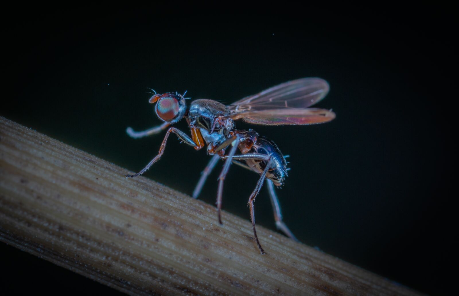 #124 65/2.8 sample photo. Insect, fly, wing photography