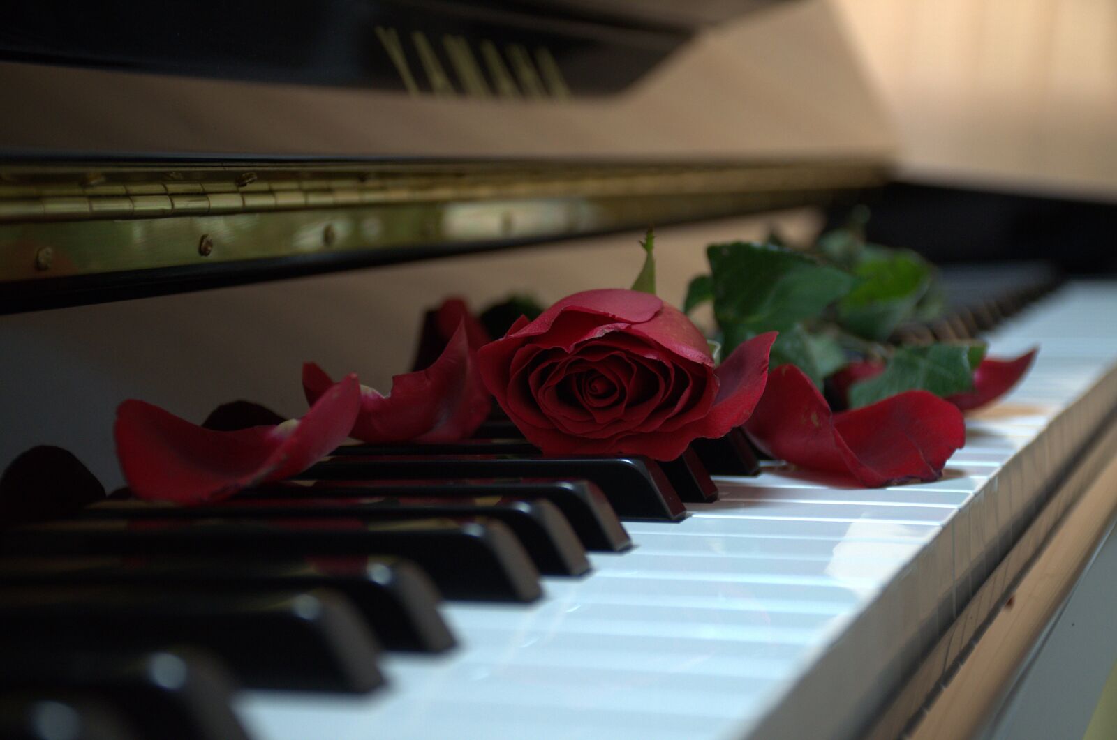 Nikon D7000 sample photo. Piano, rose, music photography