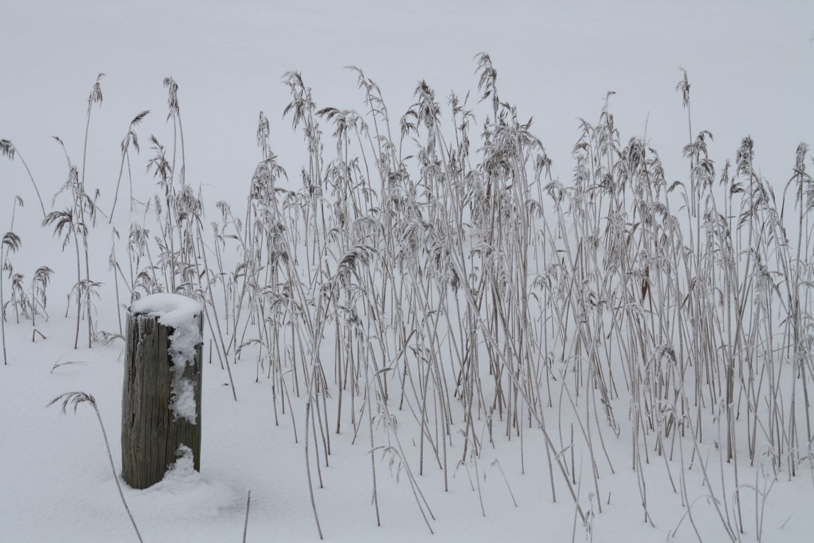 Canon EOS 1000D (EOS Digital Rebel XS / EOS Kiss F) sample photo. Winter, snow, cold photography