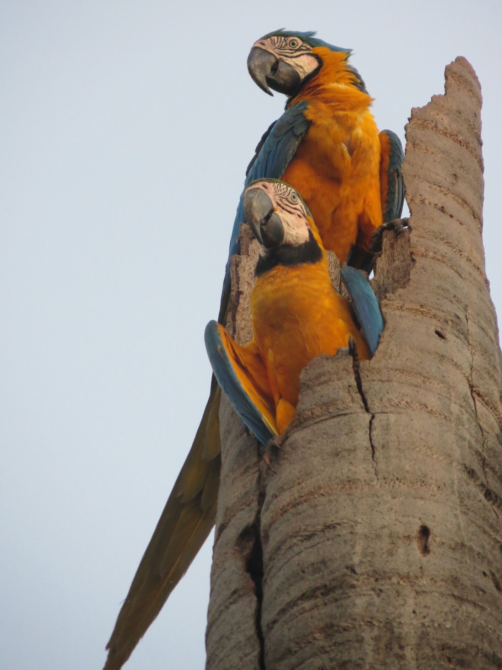 Canon PowerShot SX260 HS sample photo. Arara, nature, brazil photography