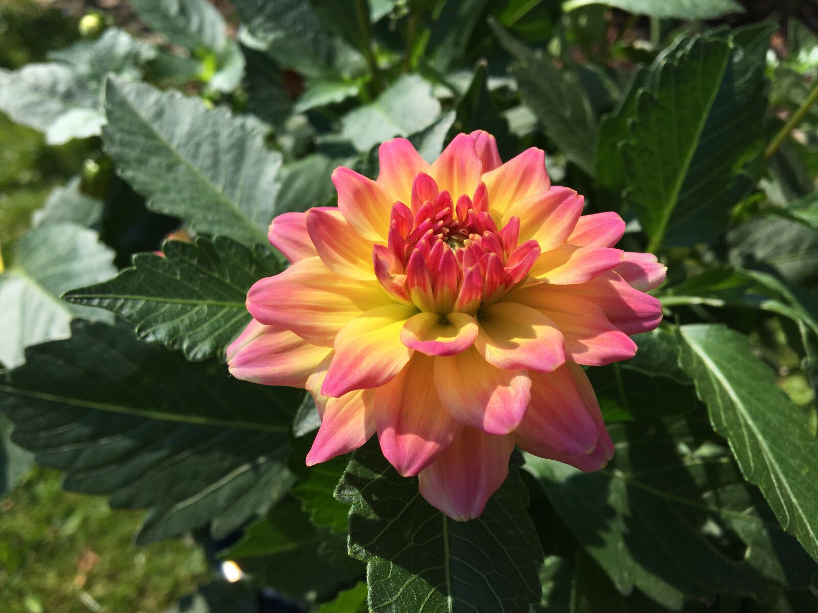 Apple iPhone 6s sample photo. Flower, dahlia, garden photography