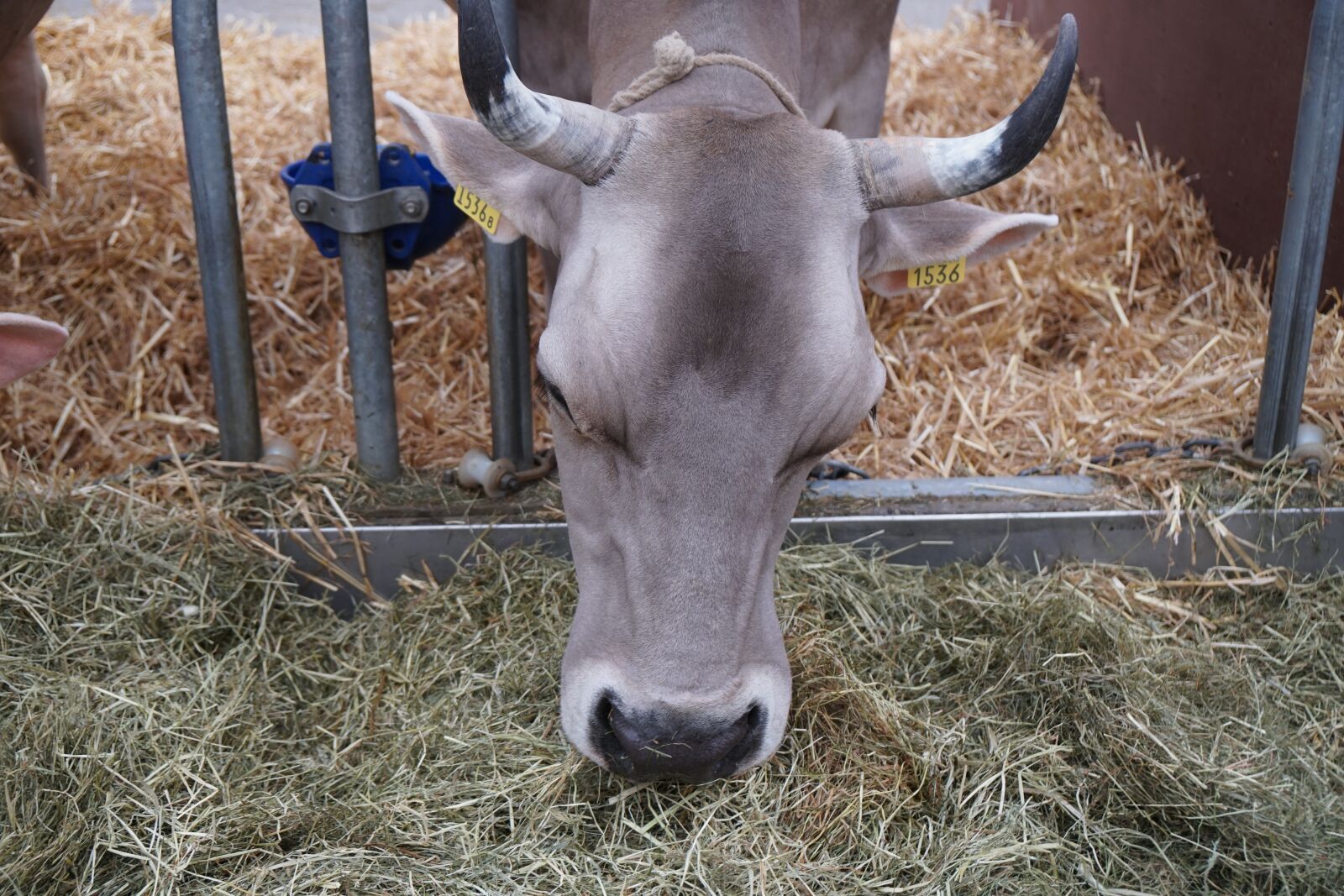 Sony a6500 + Sony Vario-Tessar T* E 16-70mm F4 ZA OSS sample photo. Cow, eat, hay photography