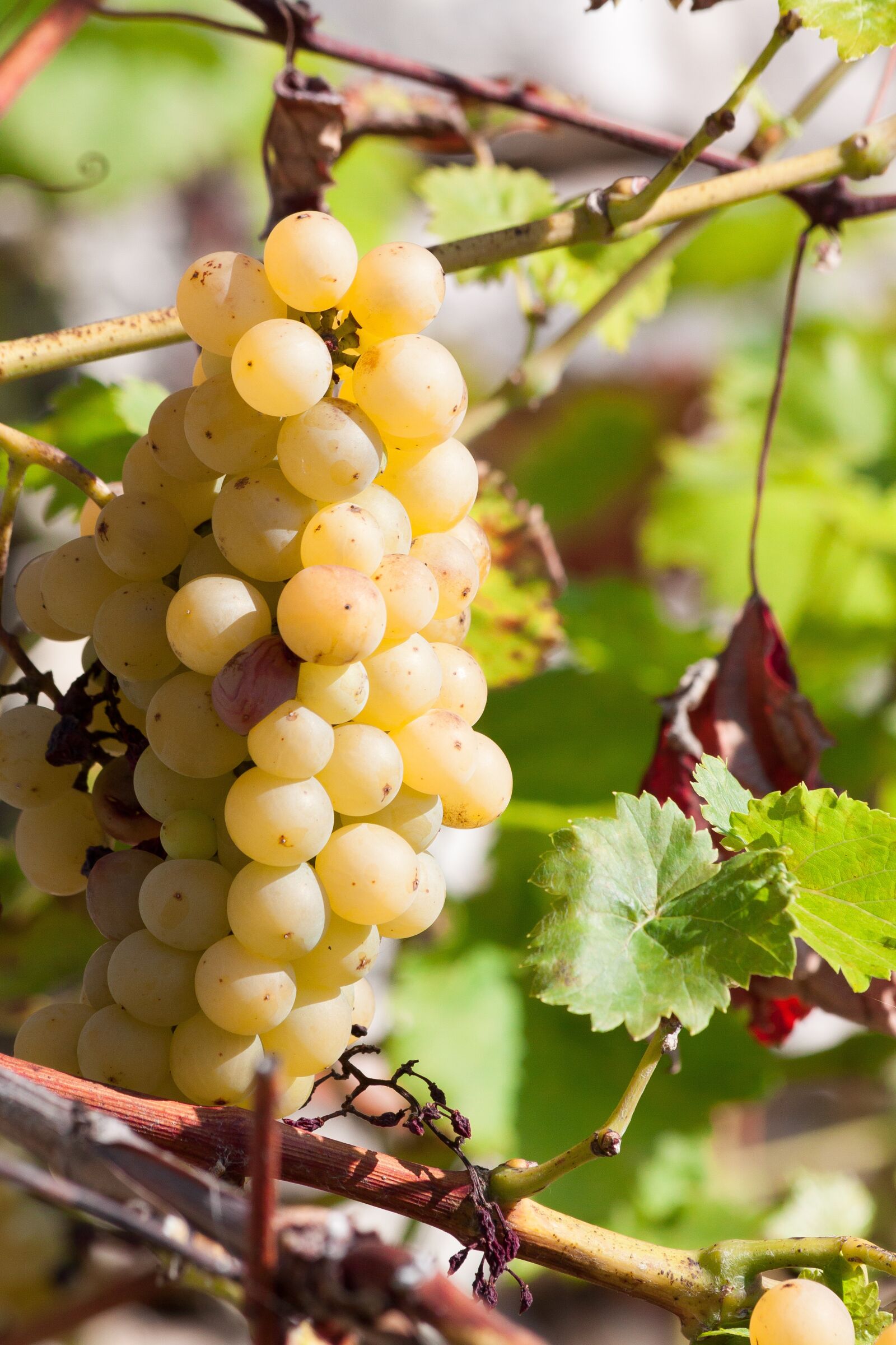 Canon EOS 50D sample photo. Grapes, wine, grape photography