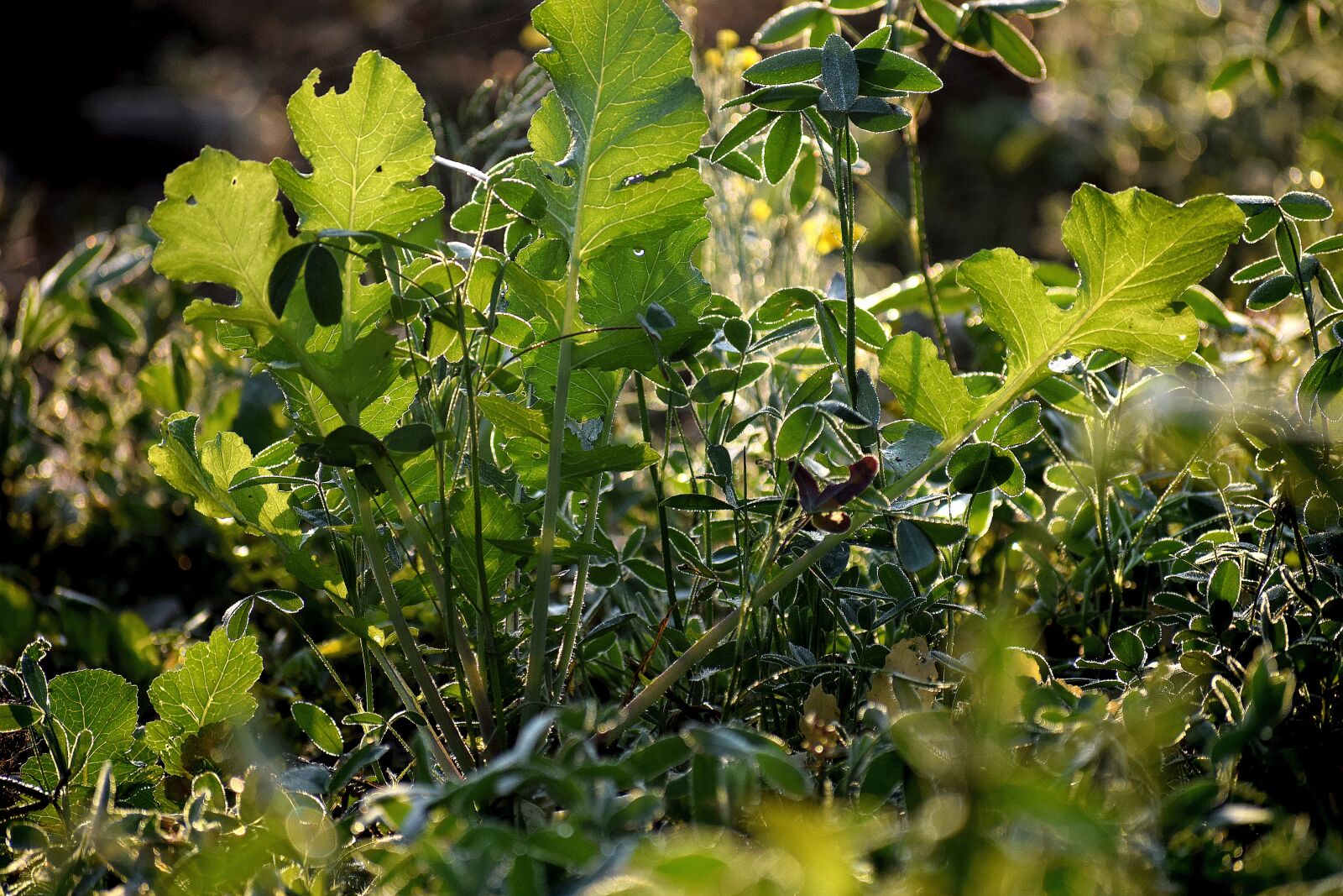 Nikon D3300 sample photo. Leaf, flora, nature photography