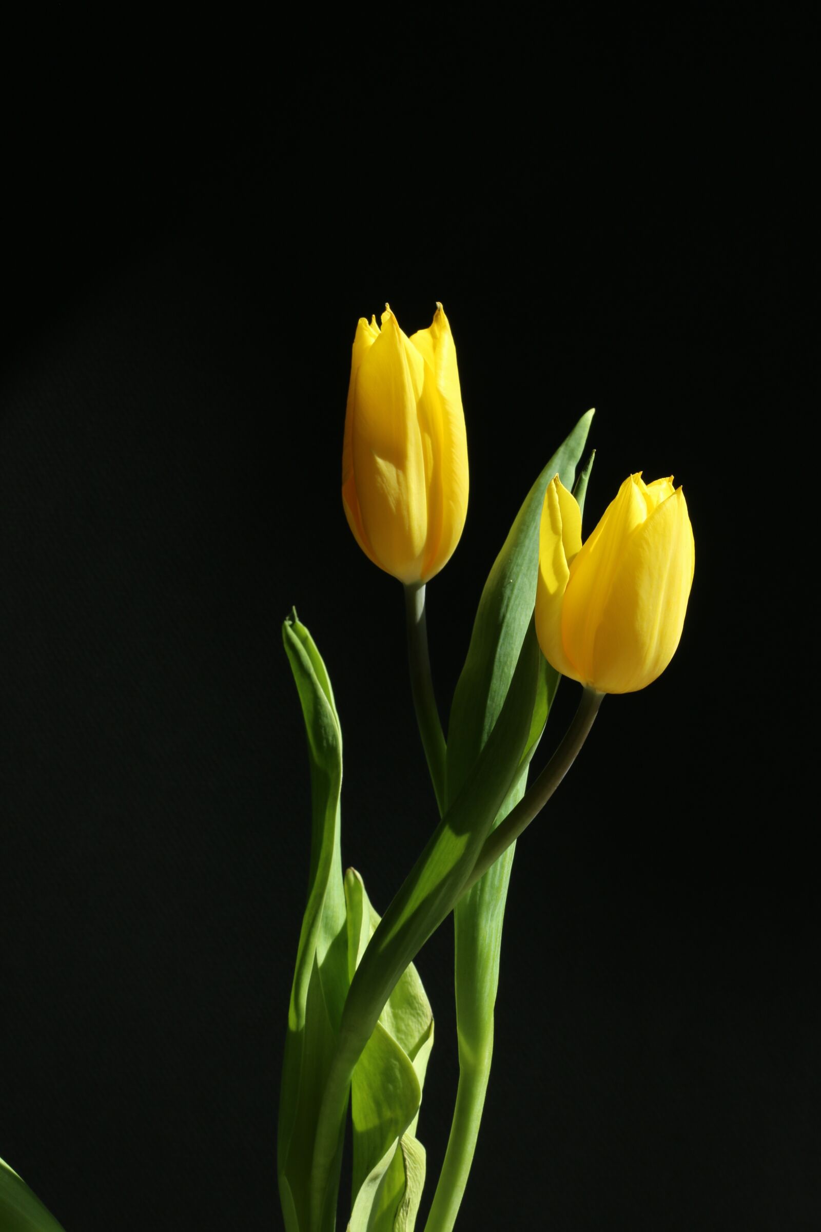 Canon EOS 70D + Canon EF 50mm F1.8 II sample photo. Tulip, yellow, flower photography