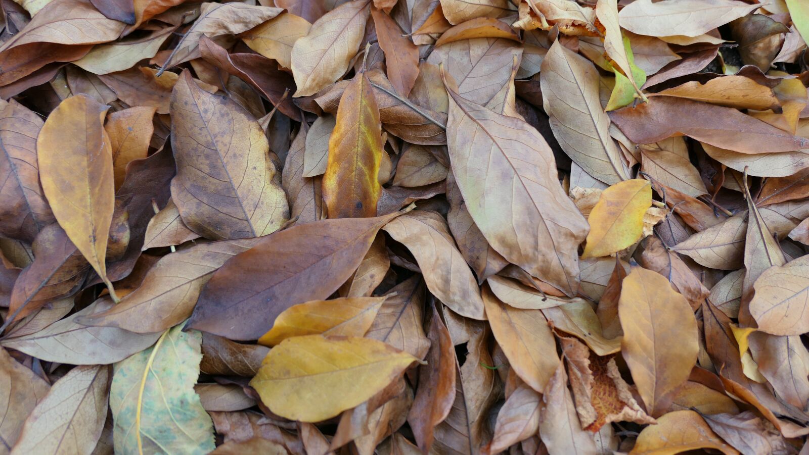 Panasonic Lumix DMC-LX10 (Lumix DMC-LX15) sample photo. Autumn, foliage, forest photography
