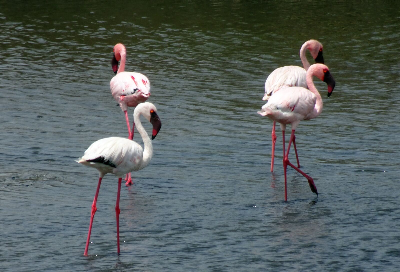 Sony Cyber-shot DSC-HX90V sample photo. Bird, lesser flamingo, phoeniconaias photography