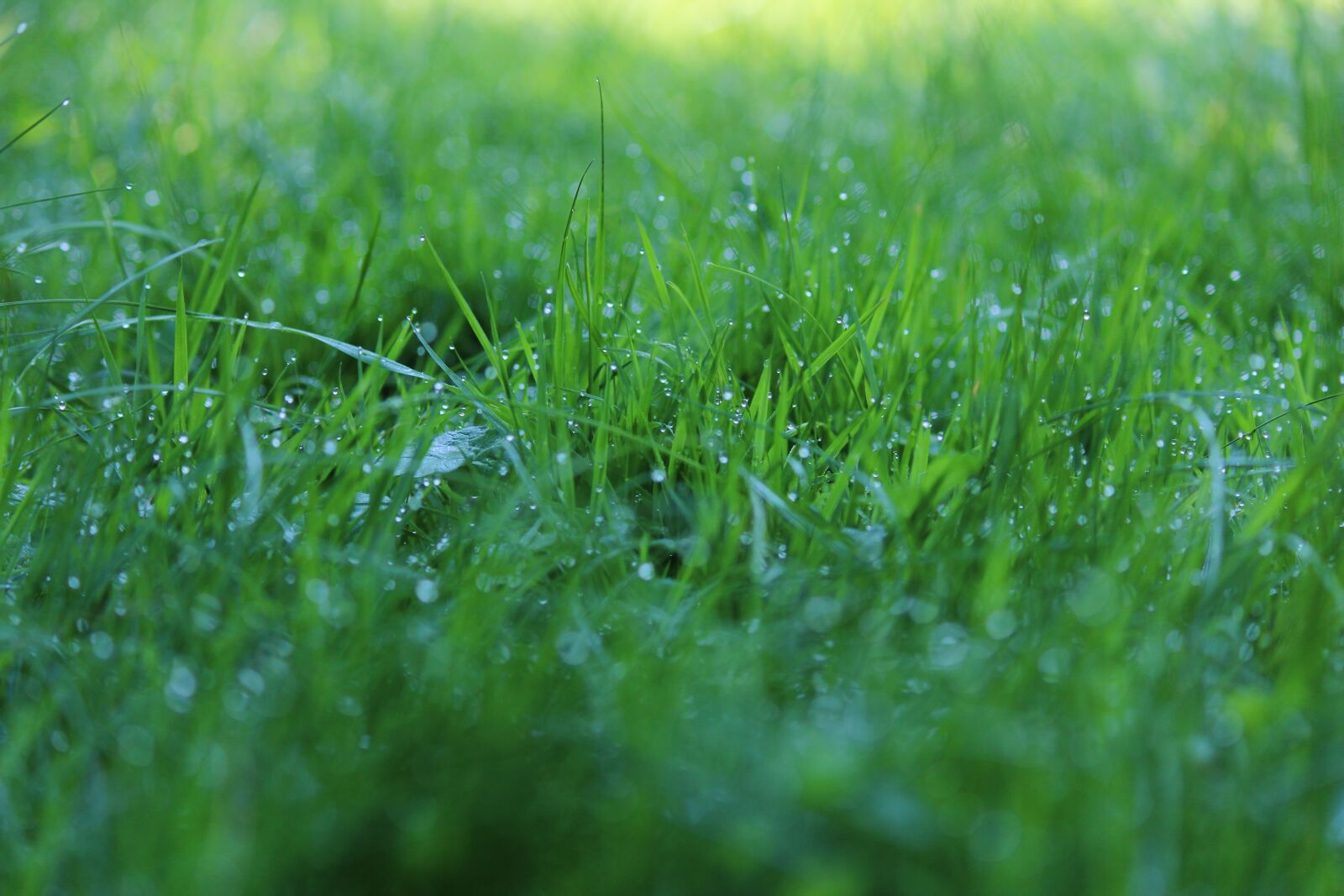 Canon EOS 600D (Rebel EOS T3i / EOS Kiss X5) sample photo. Grass, meadow, green photography