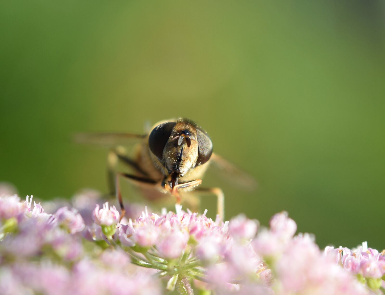 Nikon D5300 sample photo. Bee, macro, close up photography