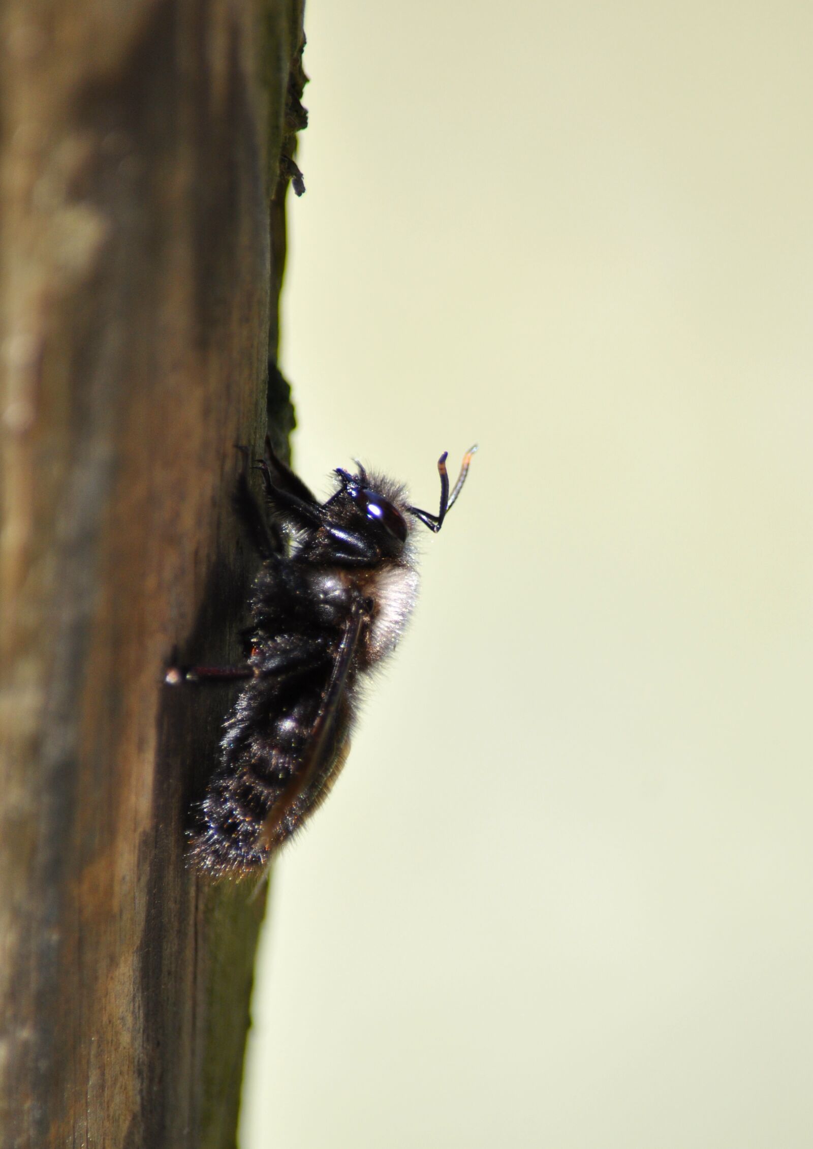 Nikon D90 sample photo. Carpenter bee, xylocopa, bee photography