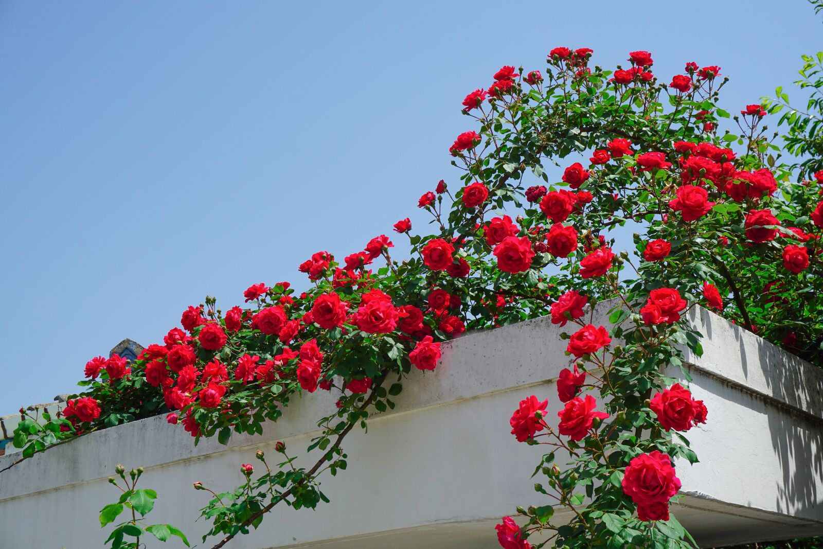 Sony a5100 sample photo. Rose, rose vine photography