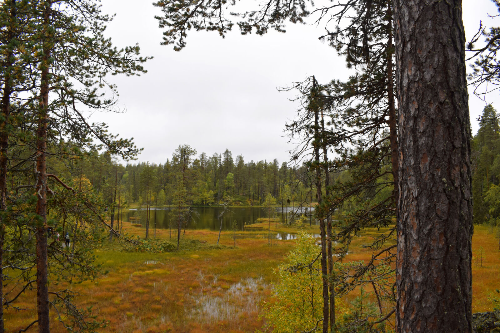Nikon D3300 sample photo. Autumn, finland, forest, swamp photography