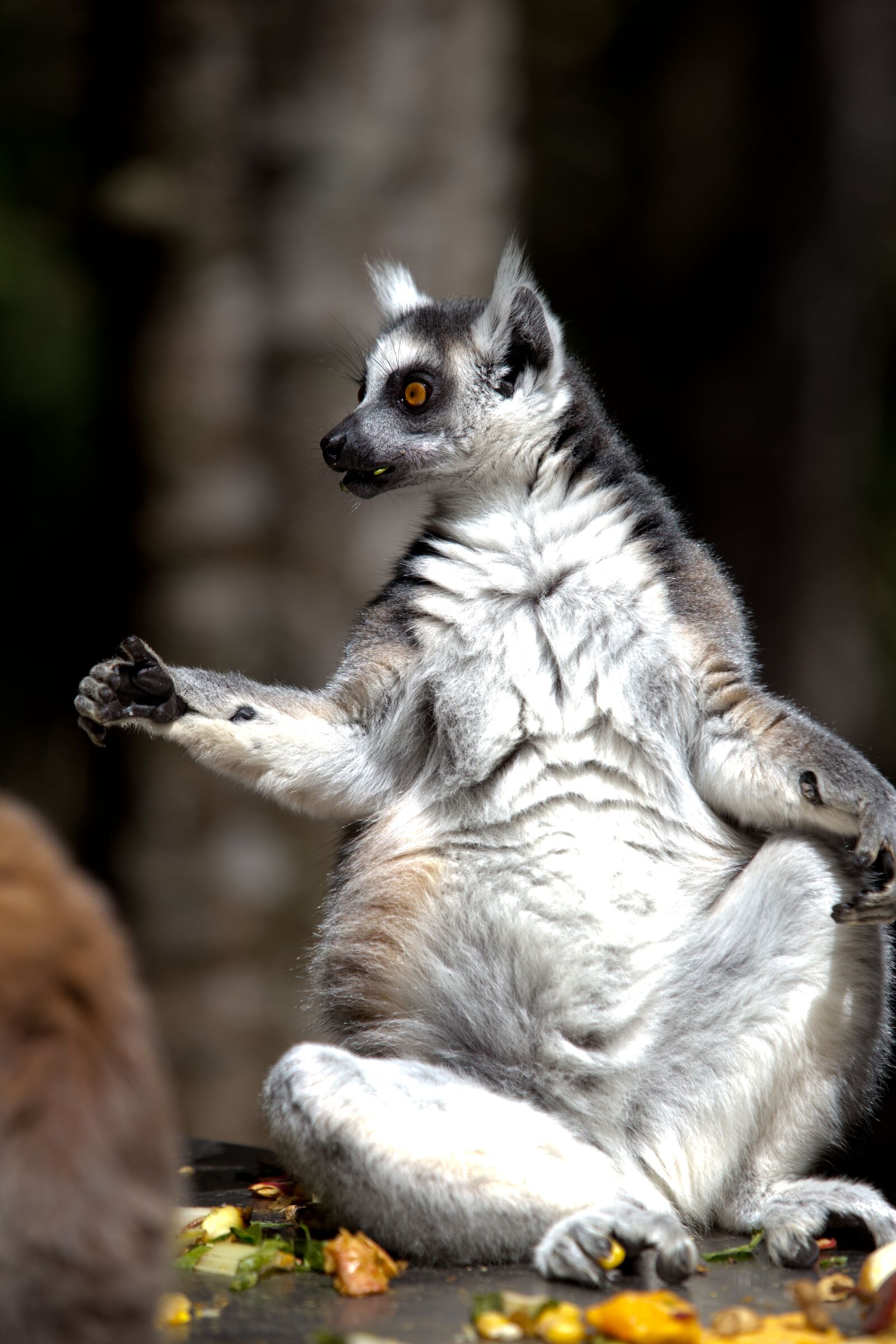 Canon EF 70-200mm F2.8L USM sample photo. Lemur, animal, monkey photography