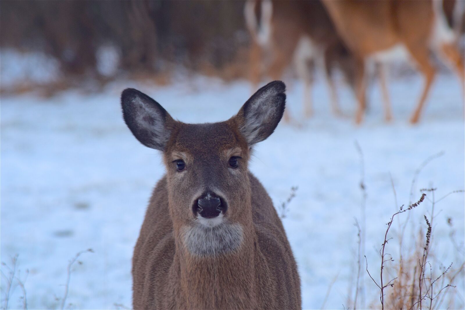 Nikon D3300 sample photo. Deer, wildlife, mammal photography
