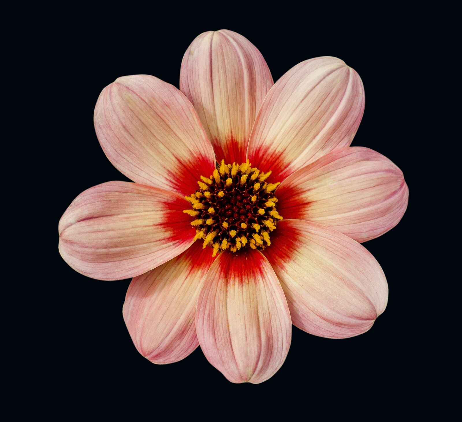 Nikon D7000 sample photo. Dahlia, flower, floral photography