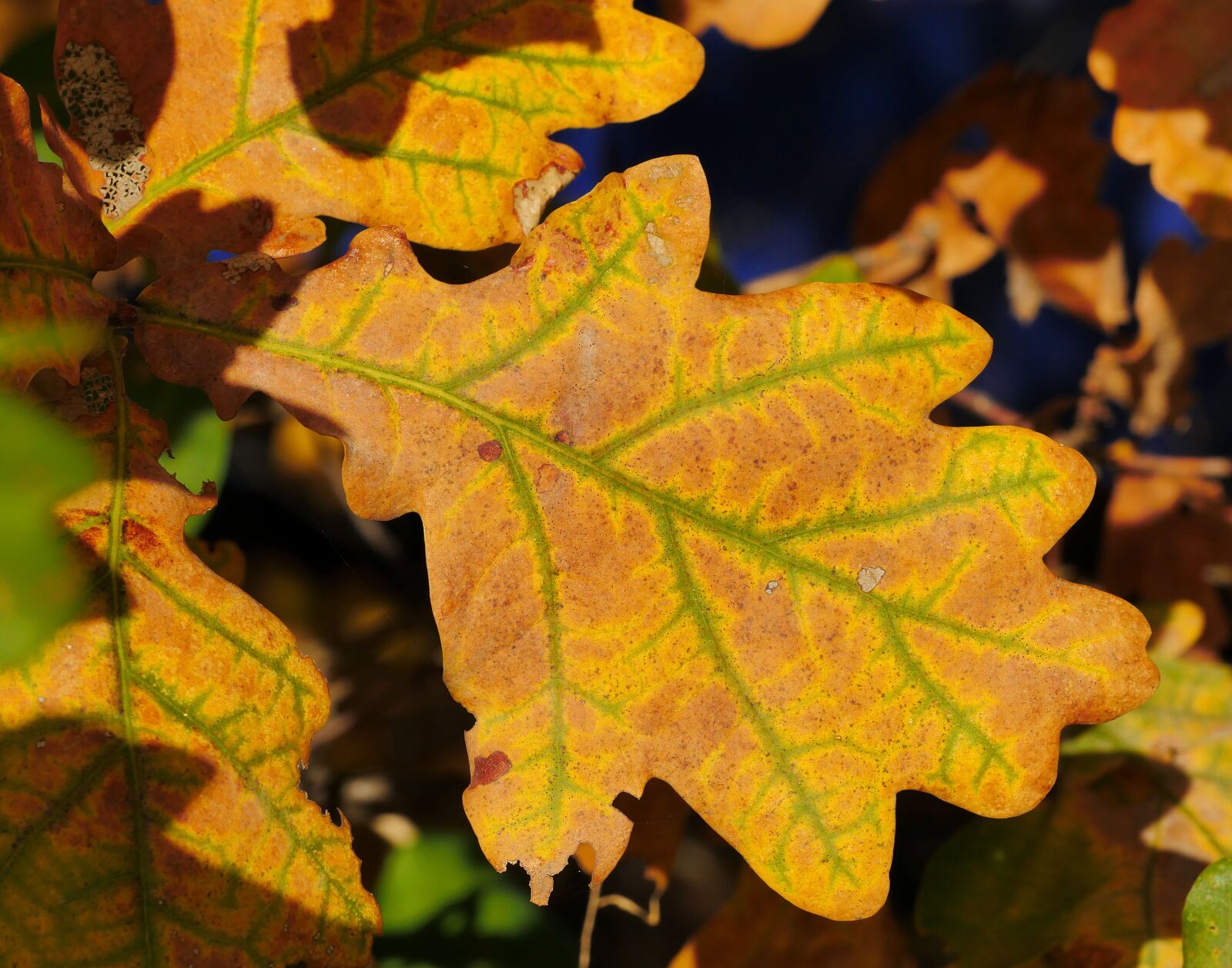 Каким цветом листья осенью. Дуб черешчатый осенью лист. Лист дуба фото. Осенние листья дуба. Осенний дубовый лист.