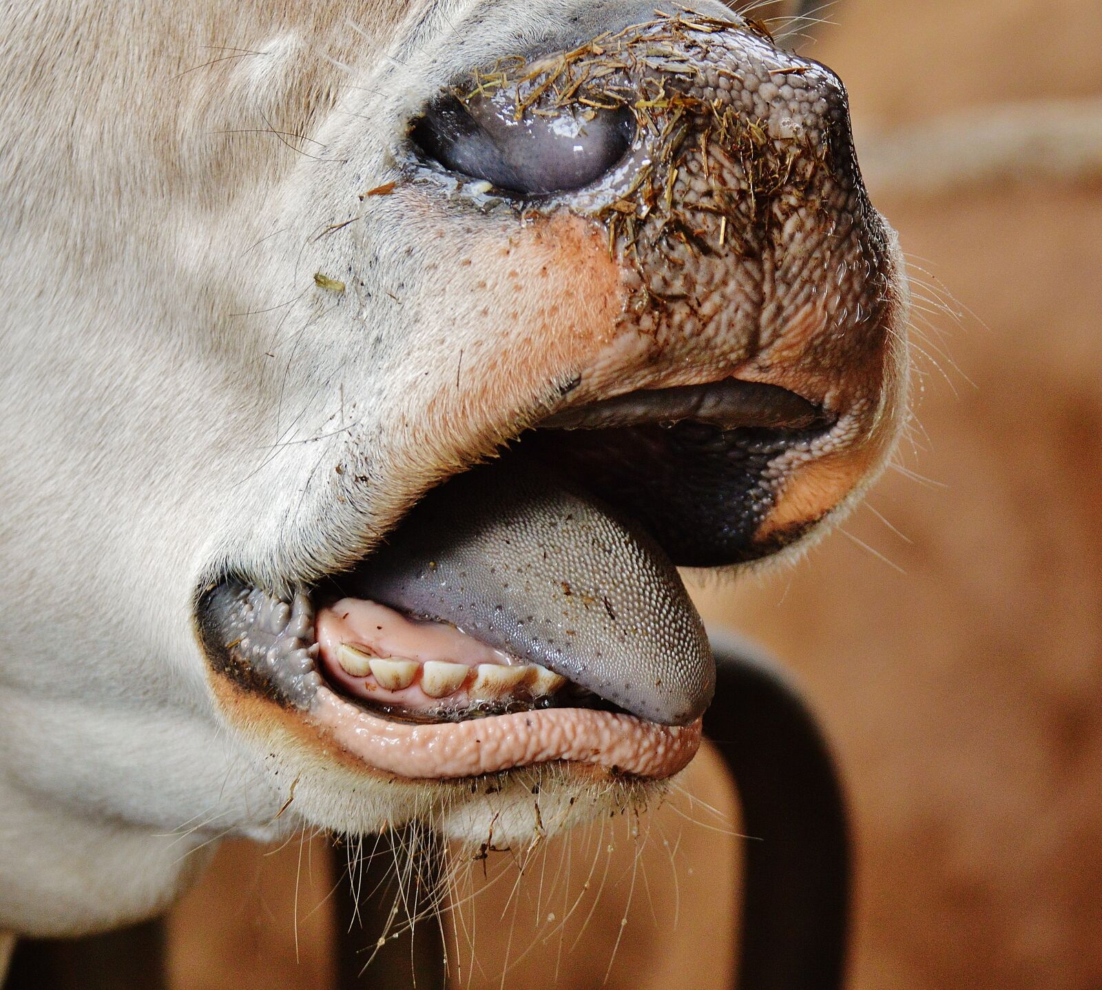 Nikon D3200 sample photo. Cow, snout, nose photography
