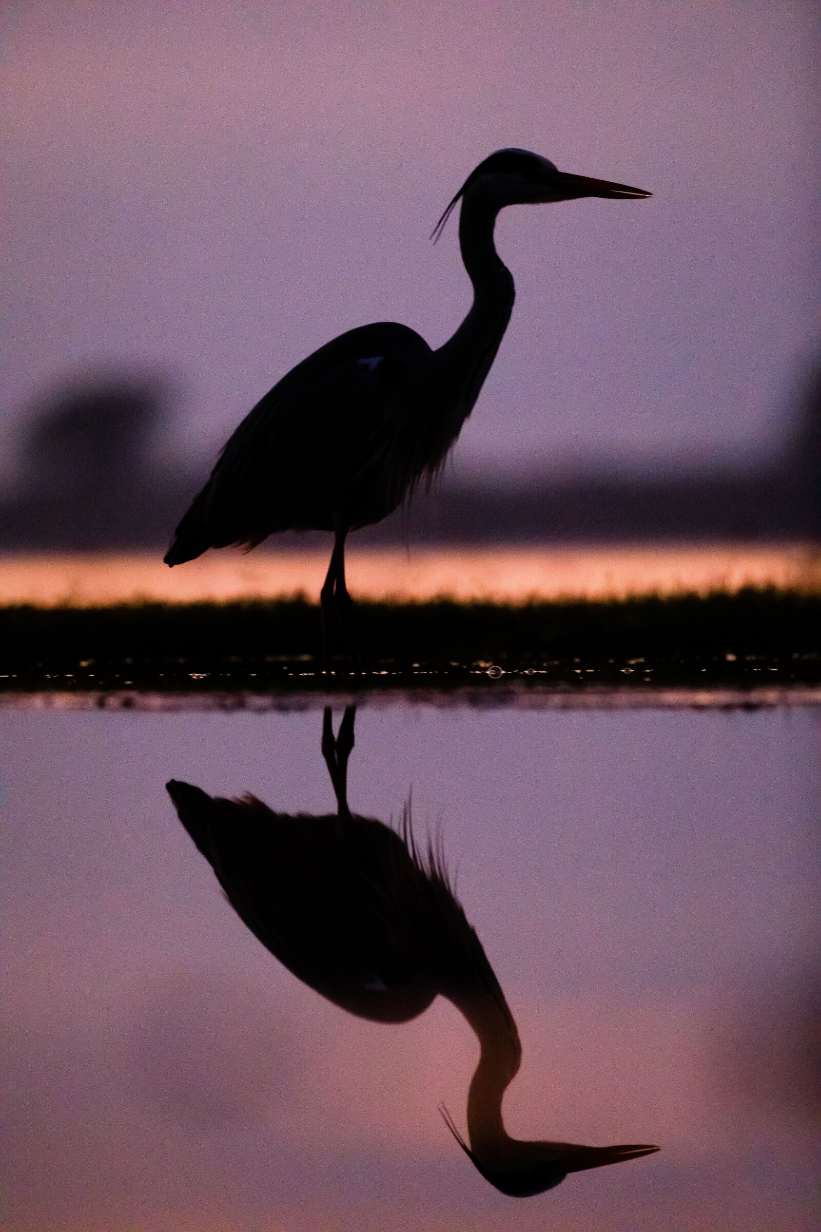 Canon EF 300mm F2.8L IS II USM sample photo. South africa, heron, sunrise photography
