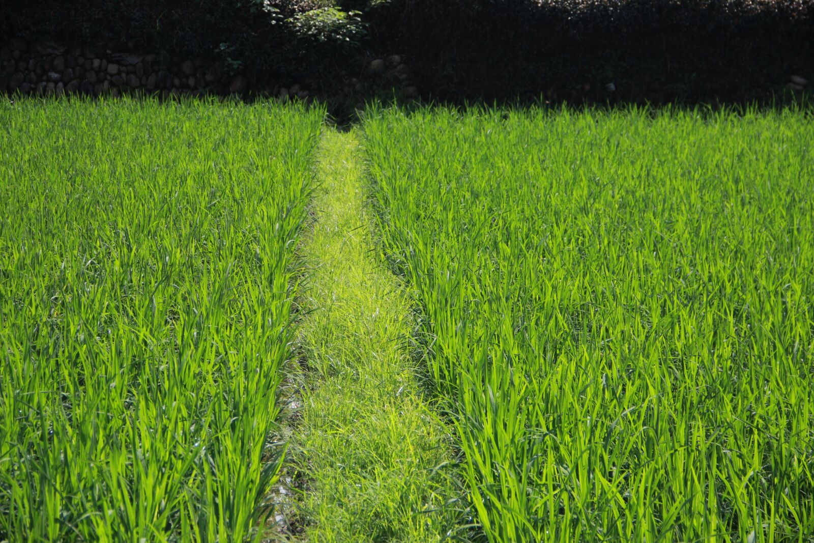 Canon EF-S 18-135mm F3.5-5.6 IS sample photo. China, culture, xia tian photography