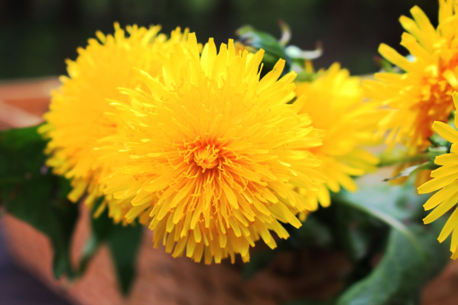 Canon EOS 1100D (EOS Rebel T3 / EOS Kiss X50) sample photo. Flowers, spring, beautiful photography