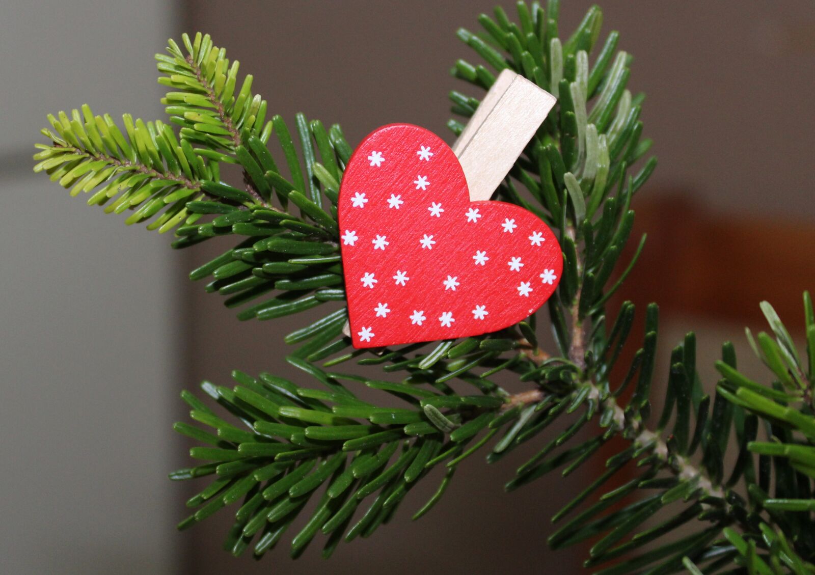Canon EOS 1200D (EOS Rebel T5 / EOS Kiss X70 / EOS Hi) sample photo. Heart, winter, sprig photography
