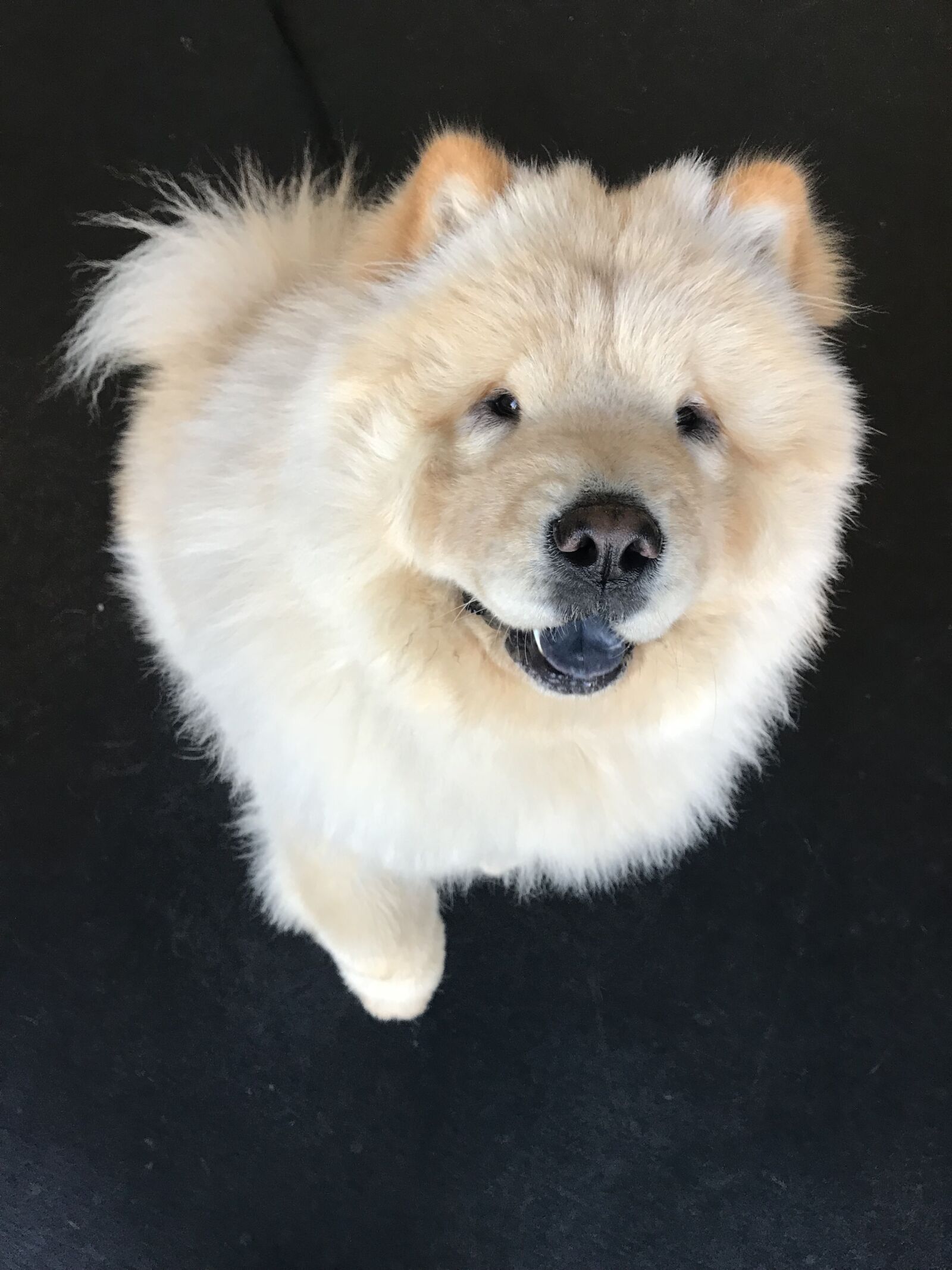 iPhone 7 back camera 3.99mm f/1.8 sample photo. Ottothechowchow, show dog, handsome photography