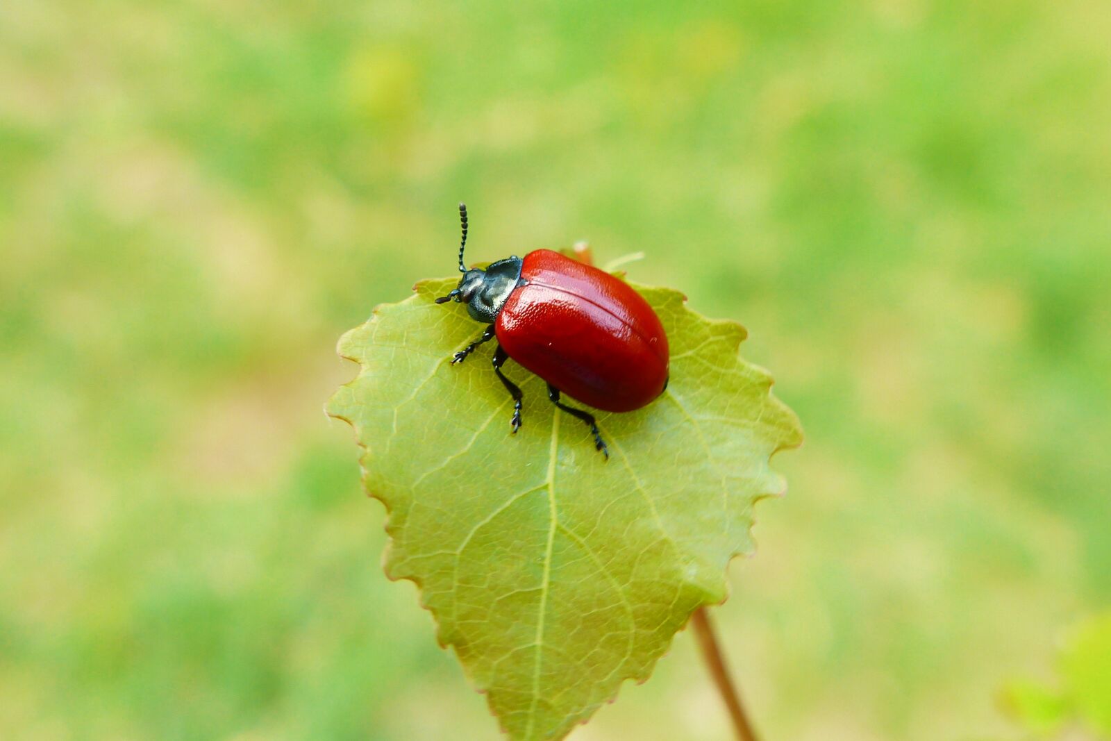 Panasonic Lumix DMC-FZ200 sample photo. Nature, no one, leaf photography
